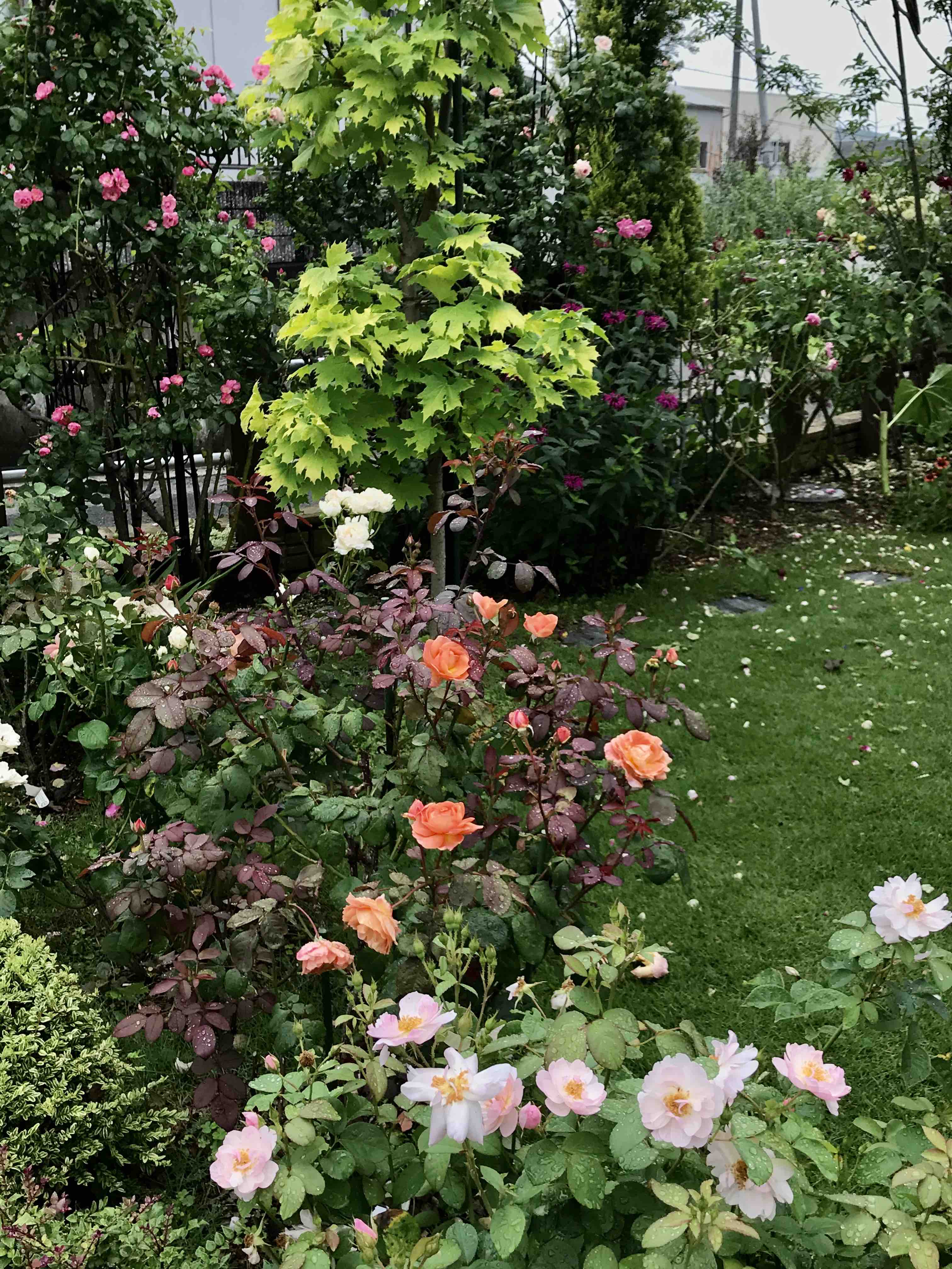 嵐の後には O レディエマハミルトン他 きよひめの気ままにロザリアン