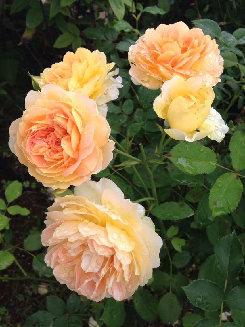 モリニュー メアリーローズ きよひめの気ままにロザリアン