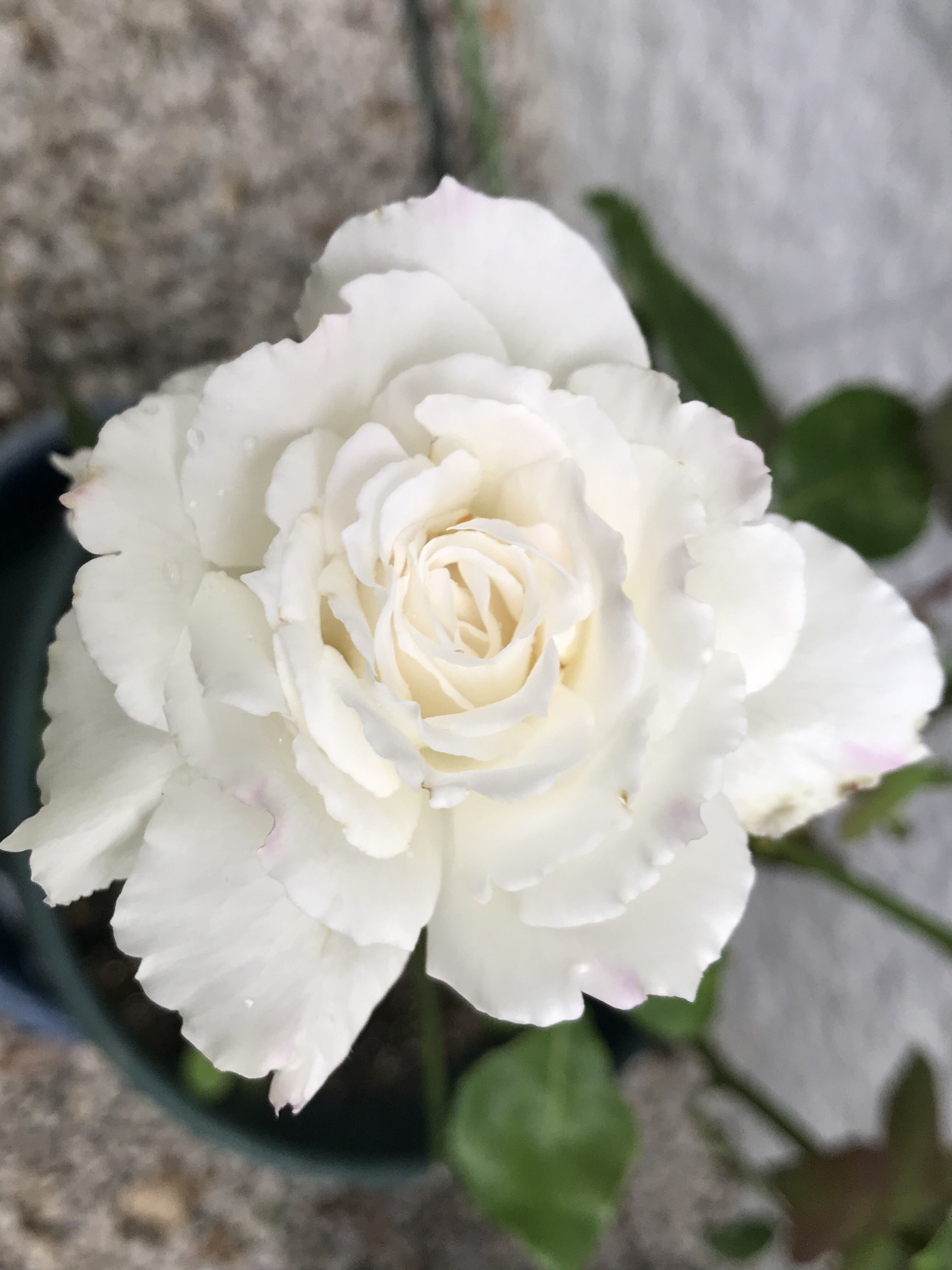 6月のルブラン ミスティパープル シャルルドゥゴール きよひめの気ままにロザリアン