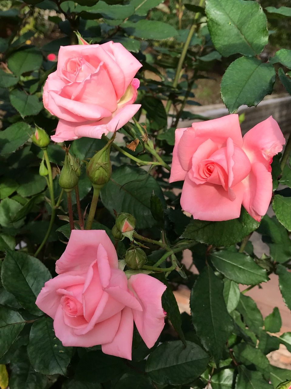 和歌山緑化センター 秋バラ情報 きよひめの気ままにロザリアン