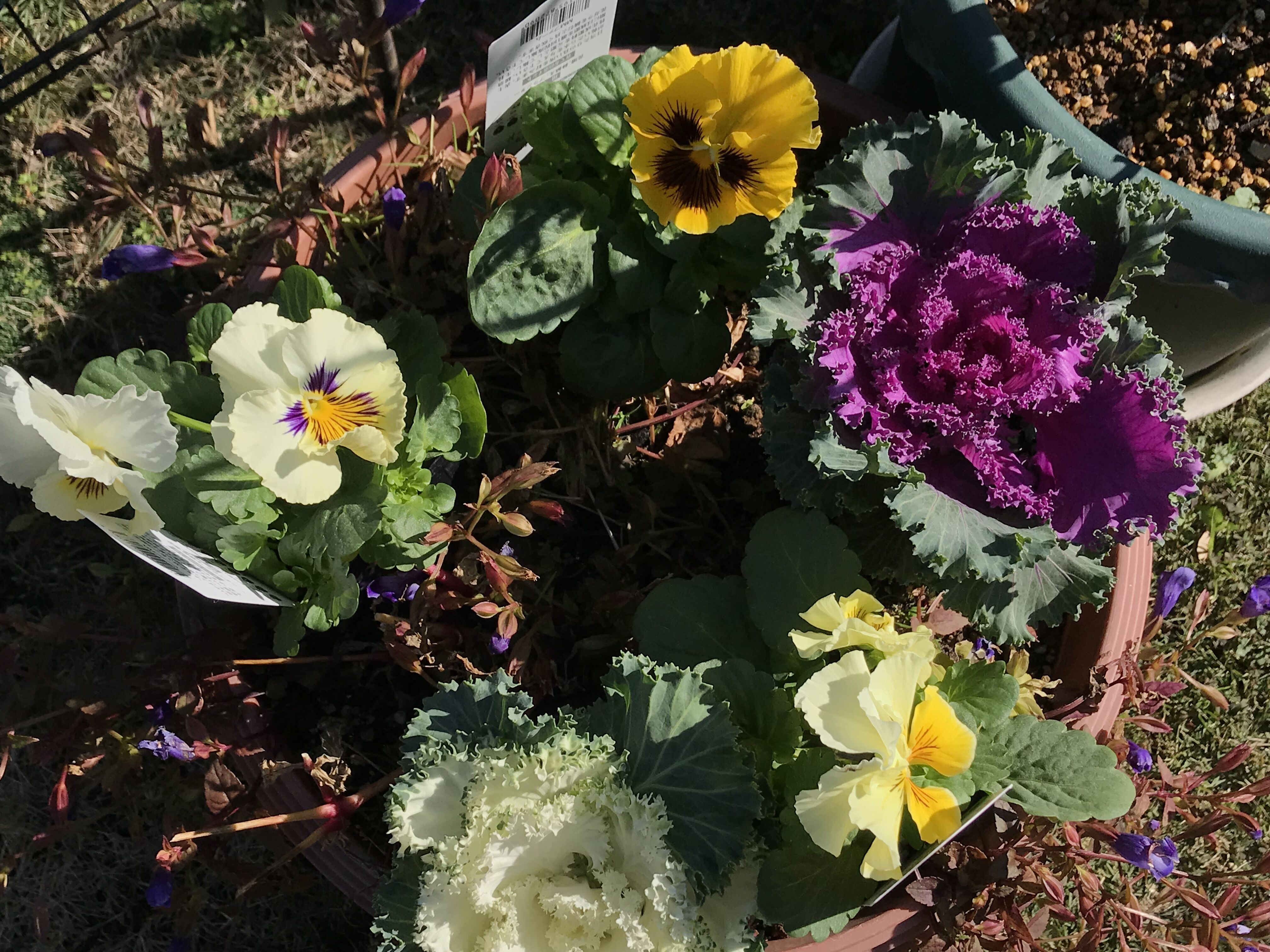 玄関周りノボタン 開花 クリスマスローズに寄せ植えも きよひめの気ままにロザリアン