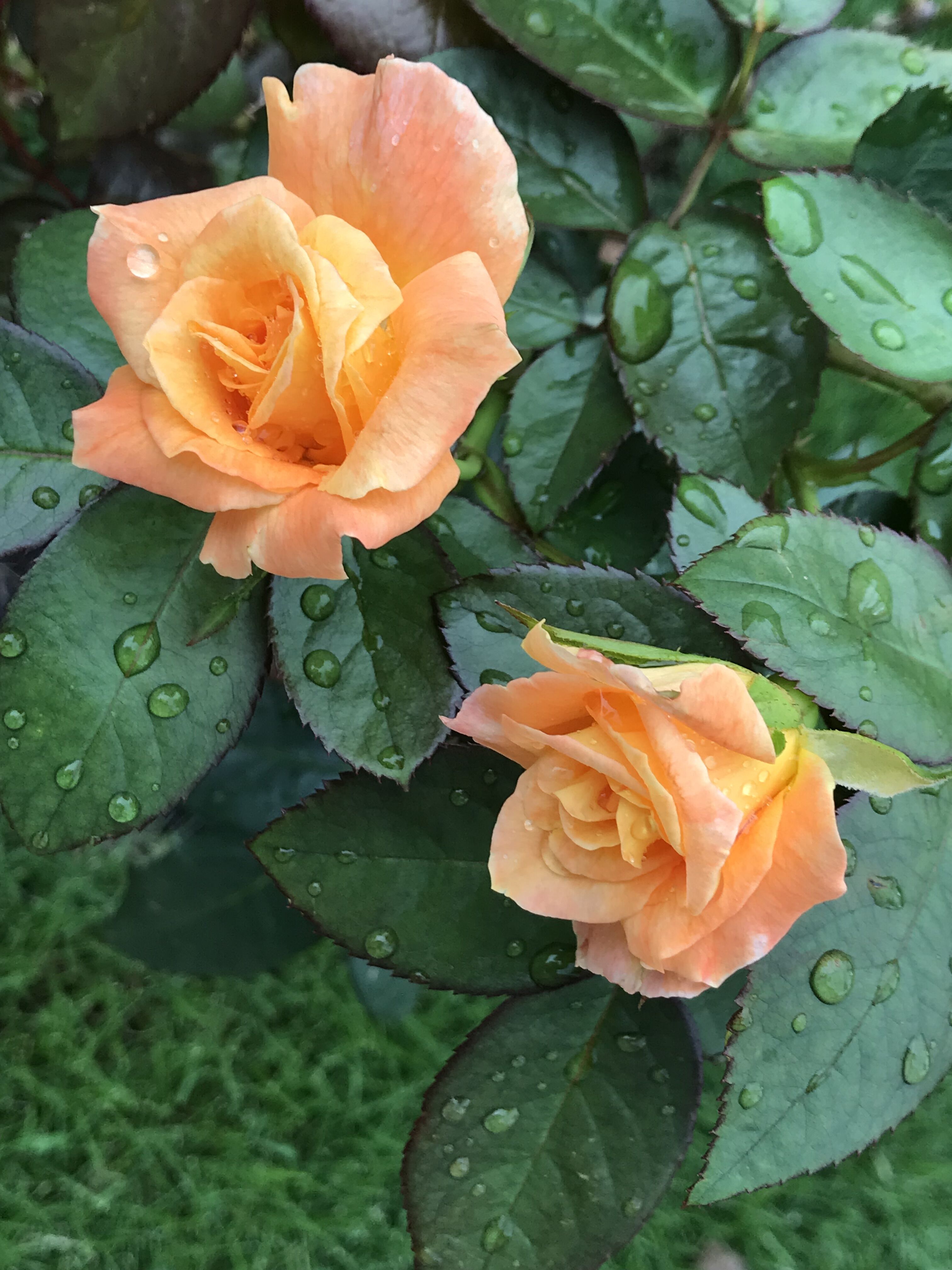 夏の異変 増えすぎたトレニアを西庭に きよひめの気ままにロザリアン