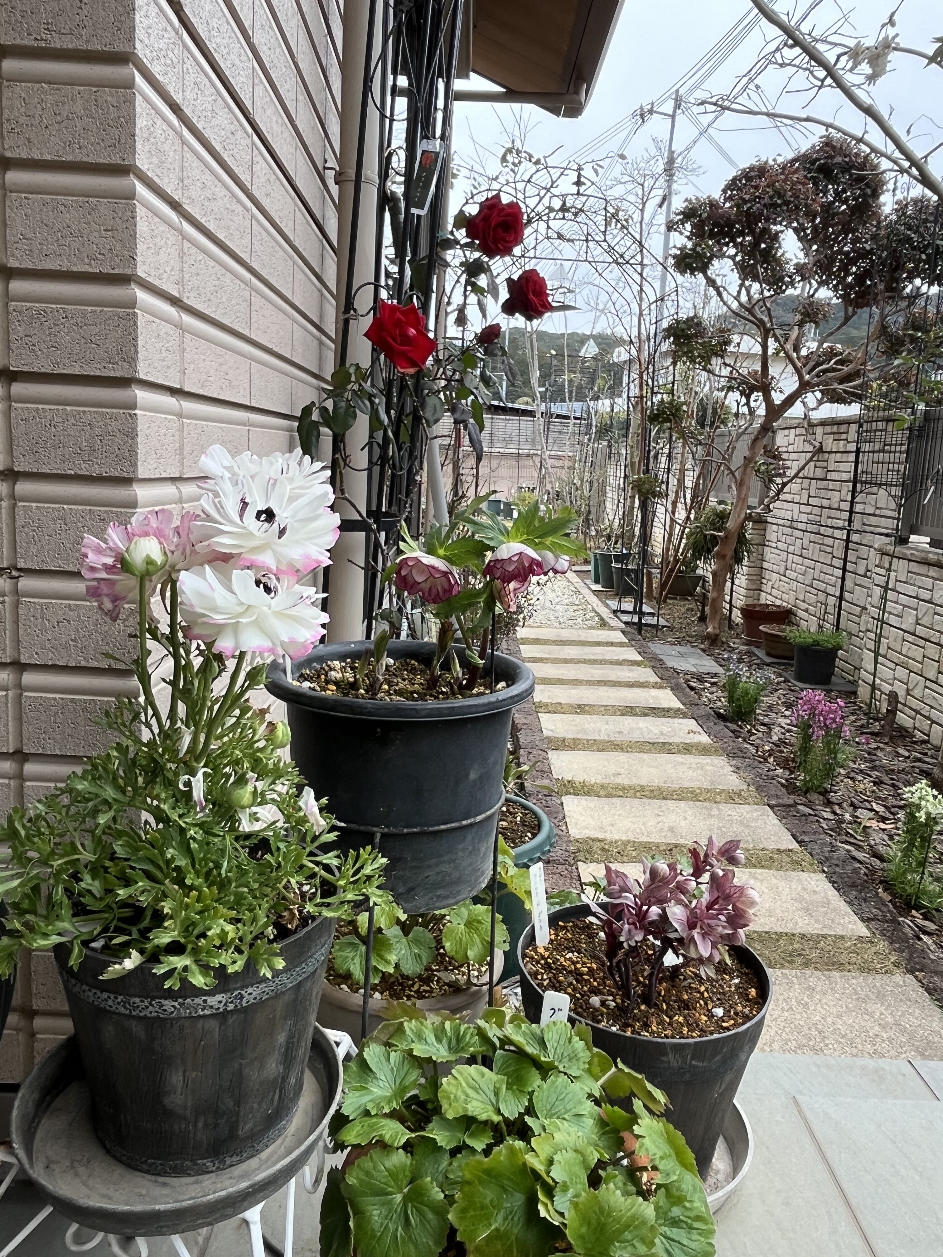 3月ラナンキュラスラックス ミネルバ初開花＆ダブリンベイ、八重咲き