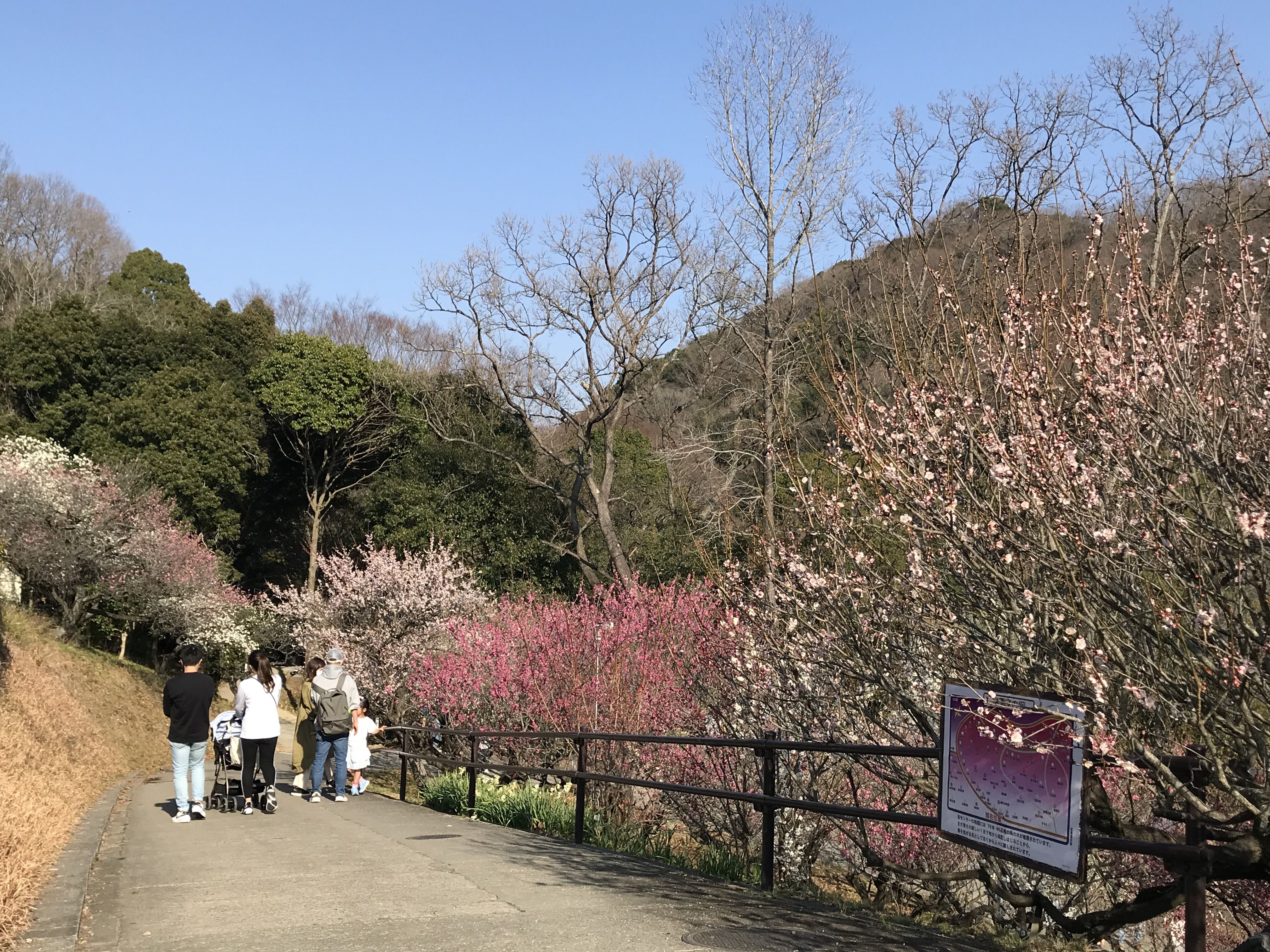 和歌山緑化センター 梅見頃 O きよひめの気ままにロザリアン 和歌山緑化センター 梅見頃 O きよひめの気ままにロザリアン