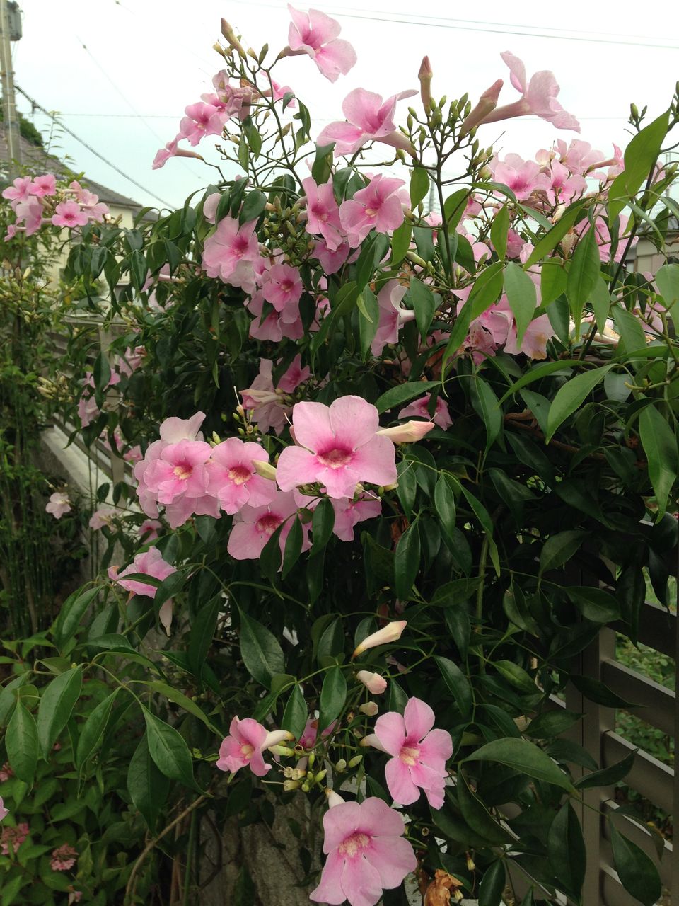 パンドレア 山紫陽花 きよひめの気ままにロザリアン