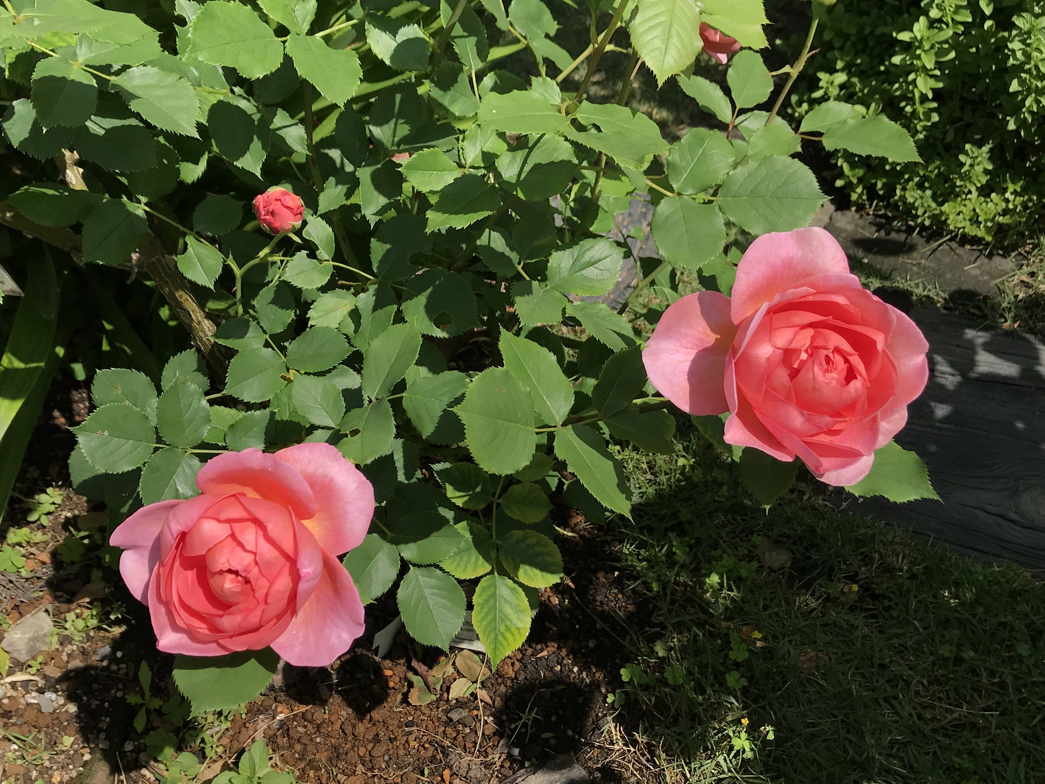 Er クイーンオブスウェーデン ボスコベル スキャボローフェア グラハムトーマス きよひめの気ままにロザリアン