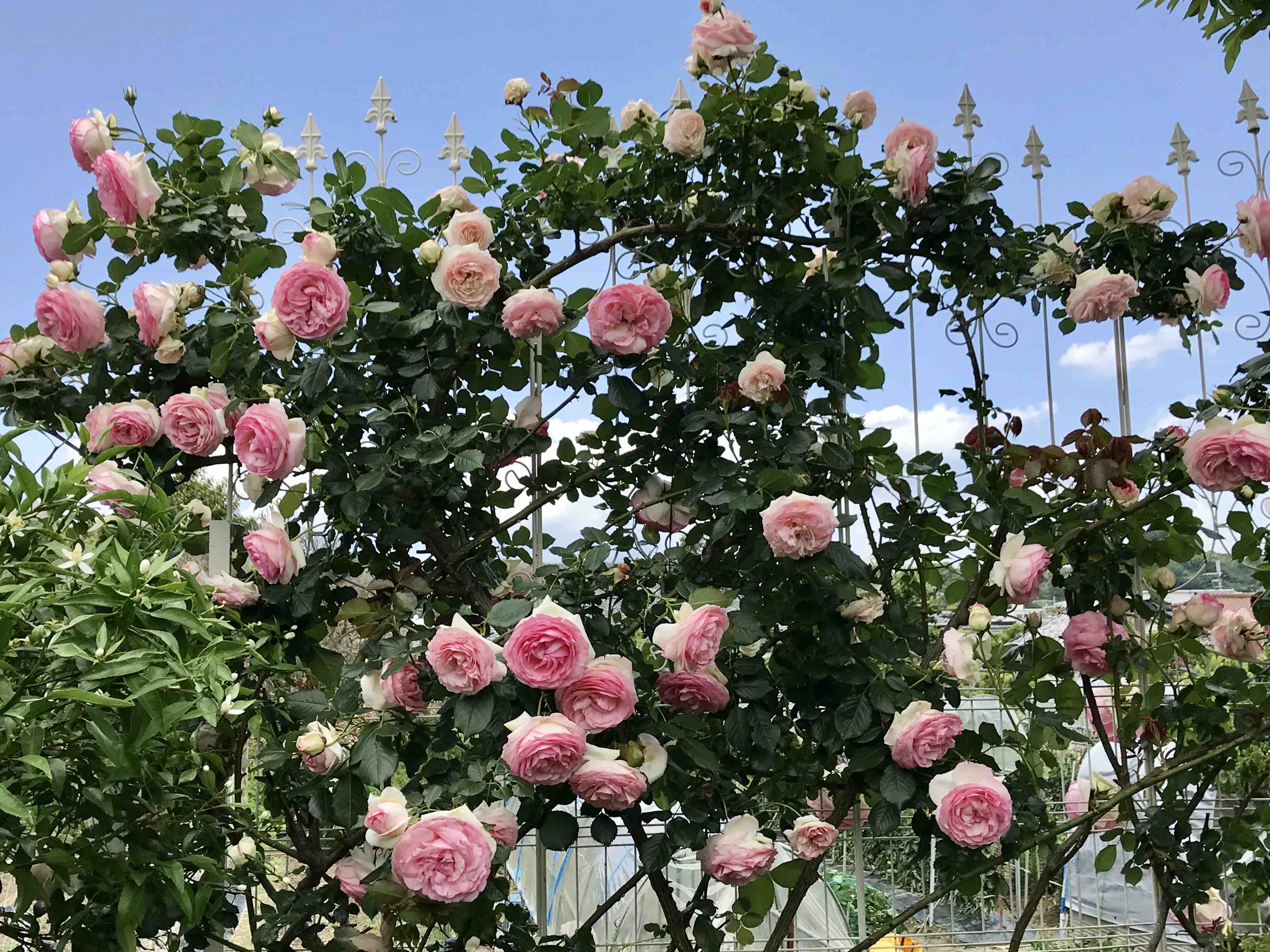 東 南側のつるバラ特集 O きよひめの気ままにロザリアン