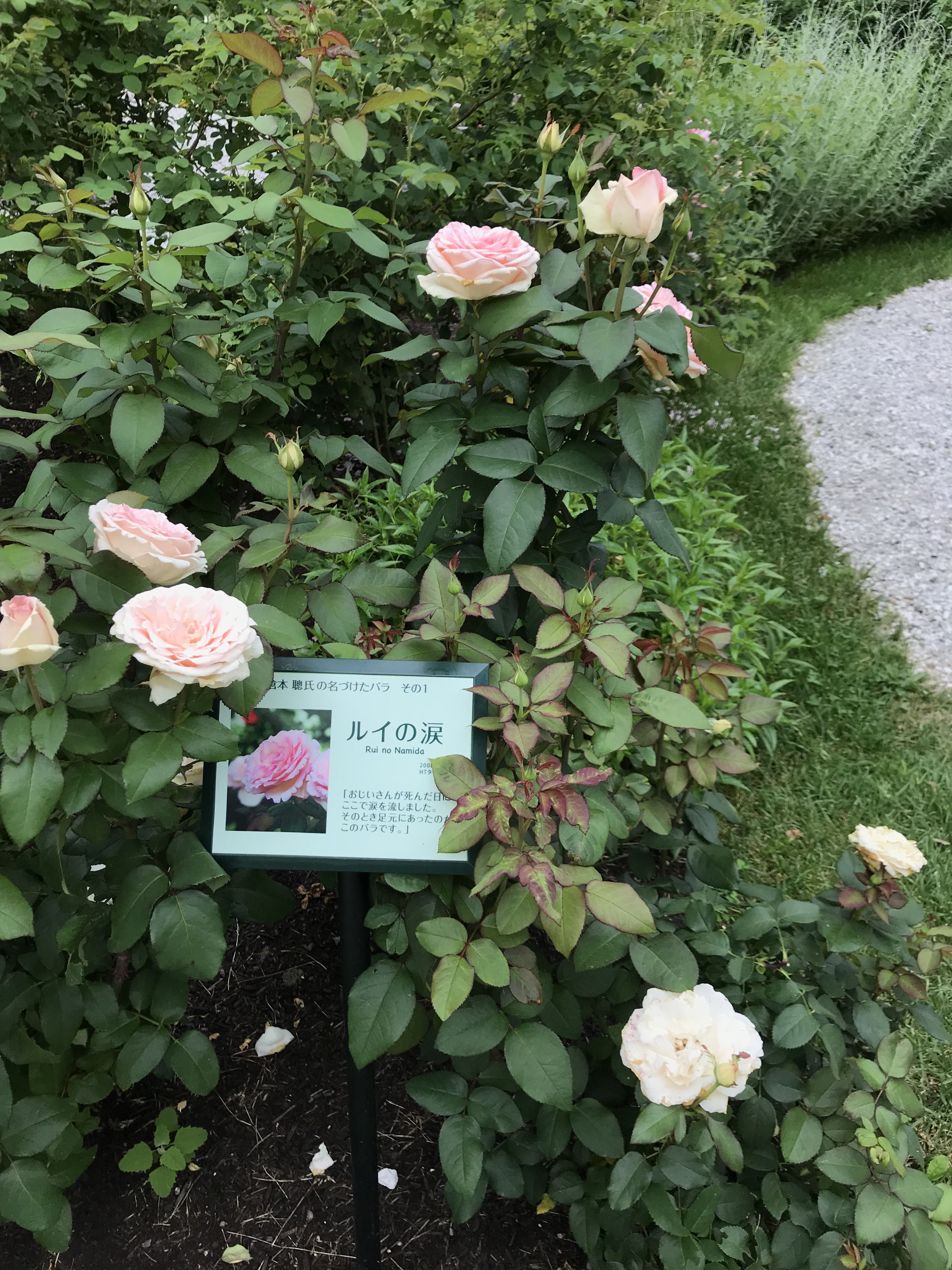 風のガーデン その バラの庭へ きよひめの気ままにロザリアン