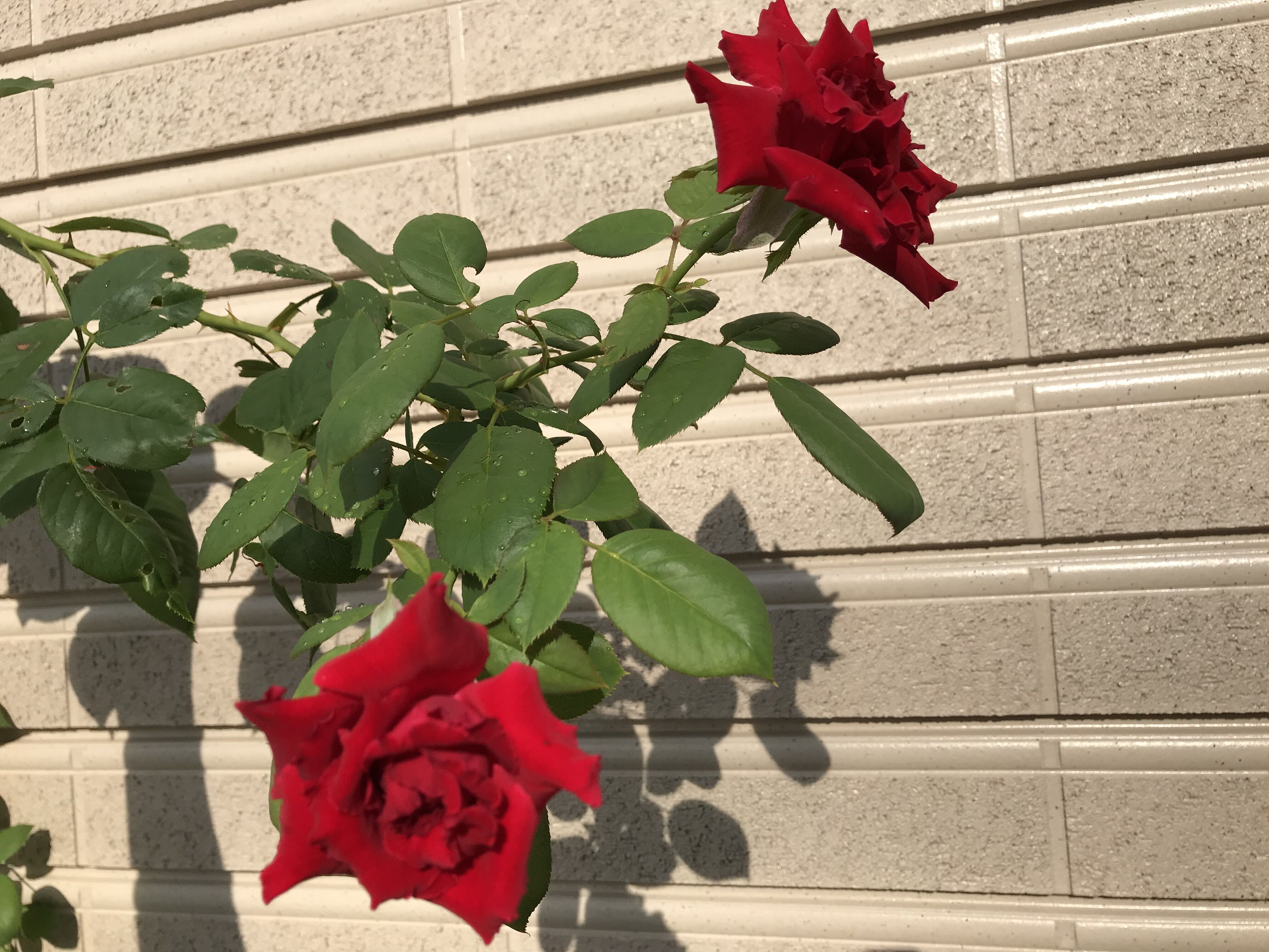 西庭の赤バラ ボタンクサギ再び開花 きよひめの気ままにロザリアン 西庭の赤バラ ボタンクサギ再び開花 きよひめの気ままにロザリアン