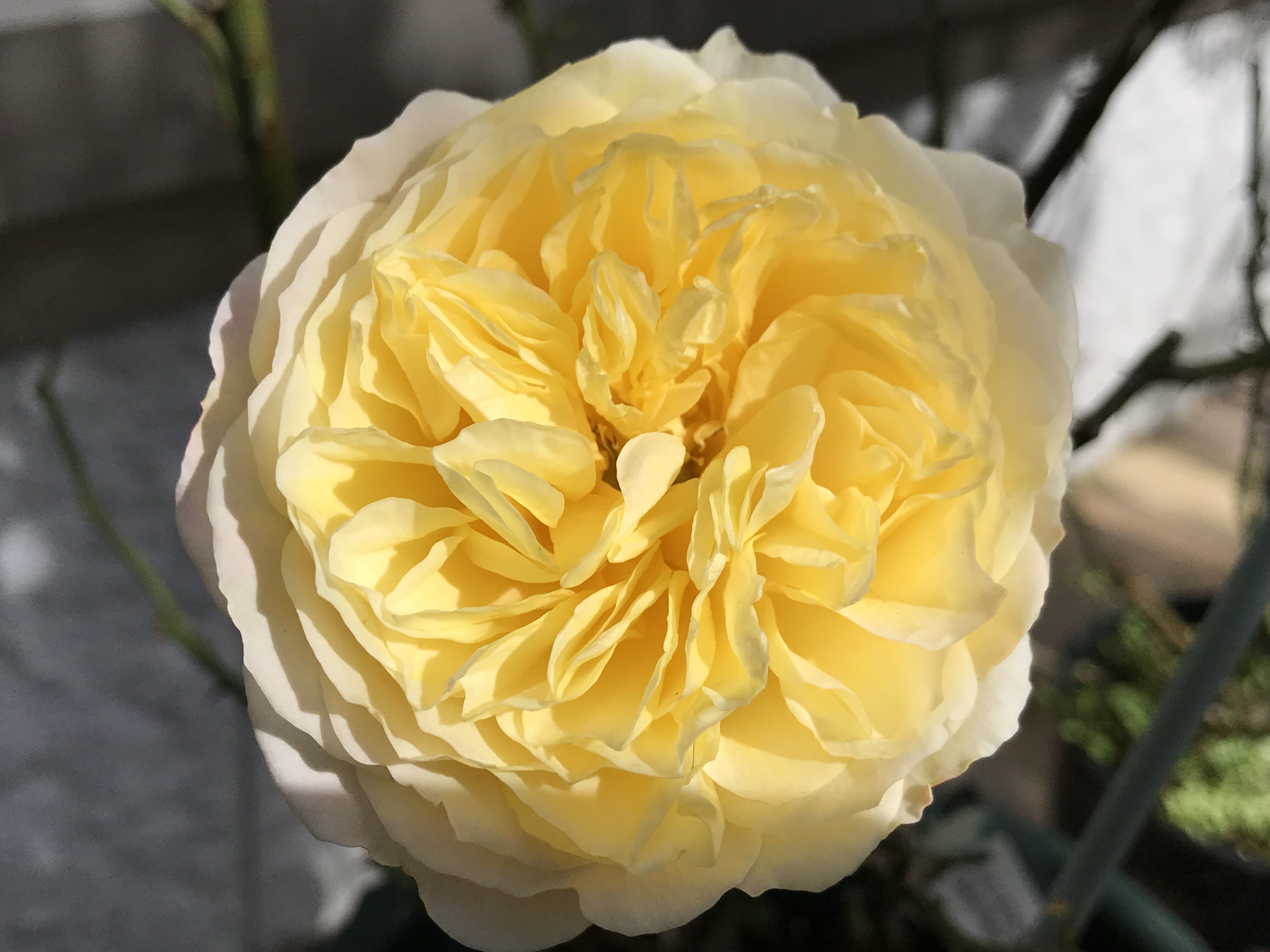 冬美人はクロードモネ フリージア ウイリアムモーリス きよひめの気ままにロザリアン