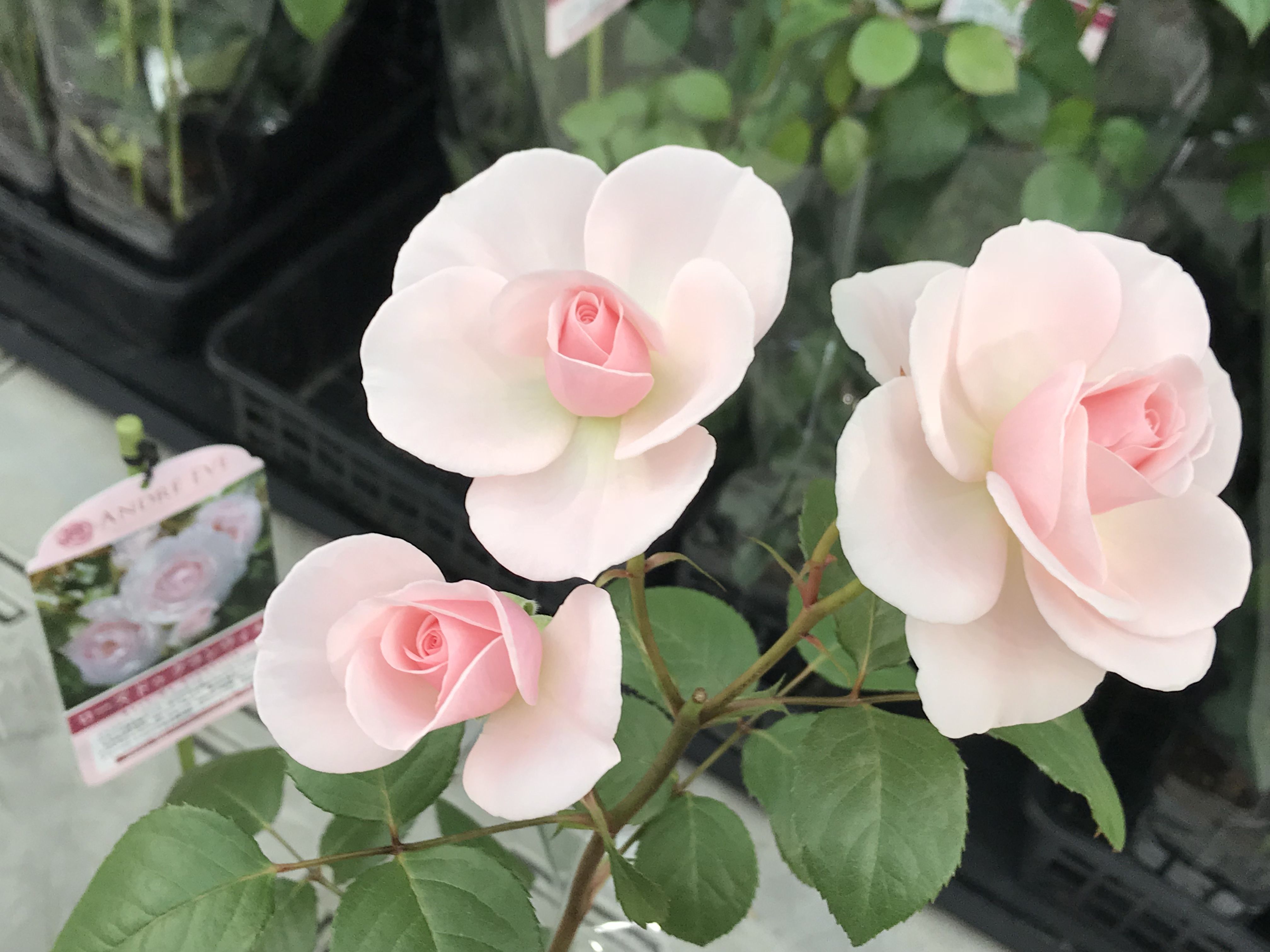 18年05月25日 きよひめの気ままにロザリアン