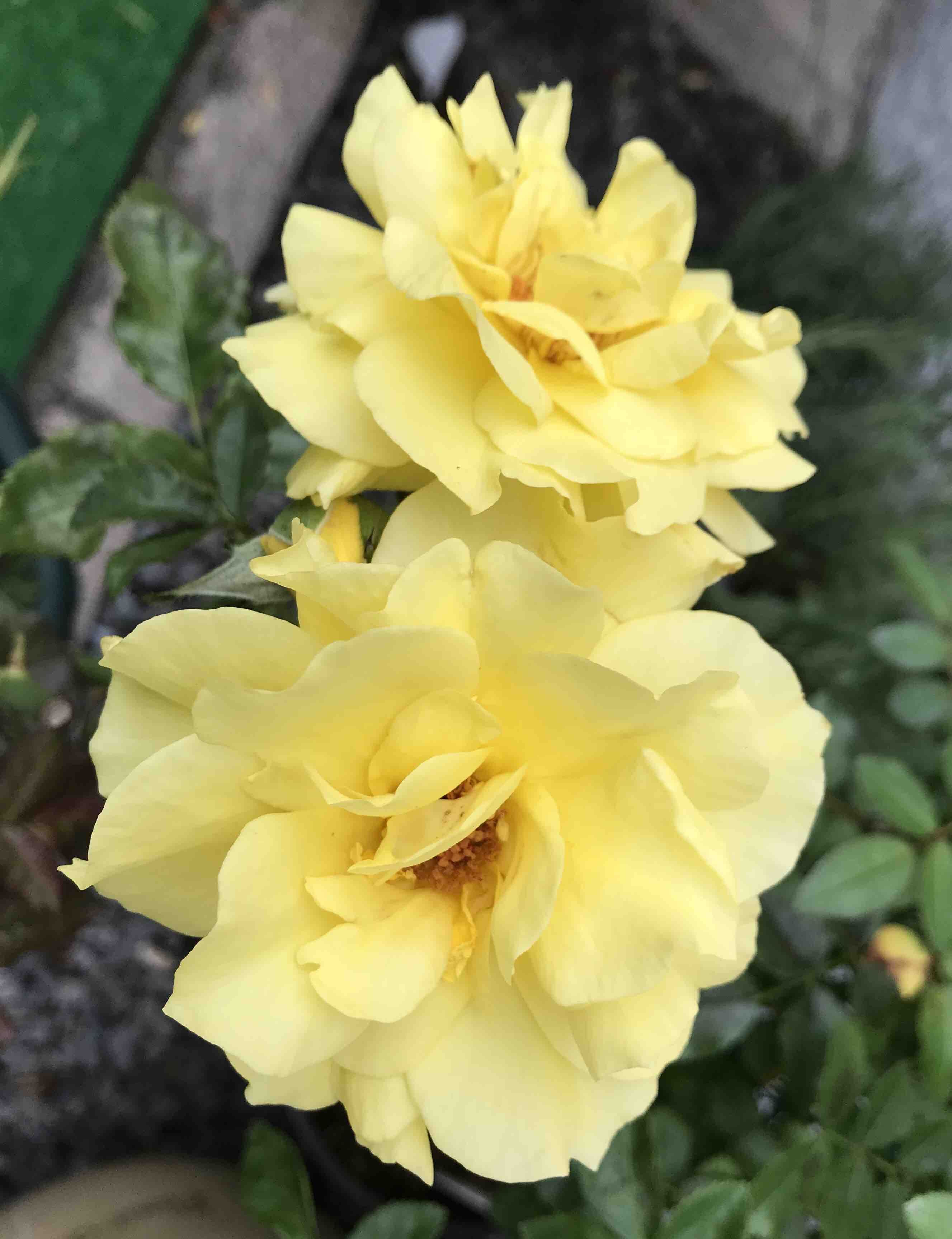 エリナ サイレントラブ 千日紅etc きよひめの気ままにロザリアン