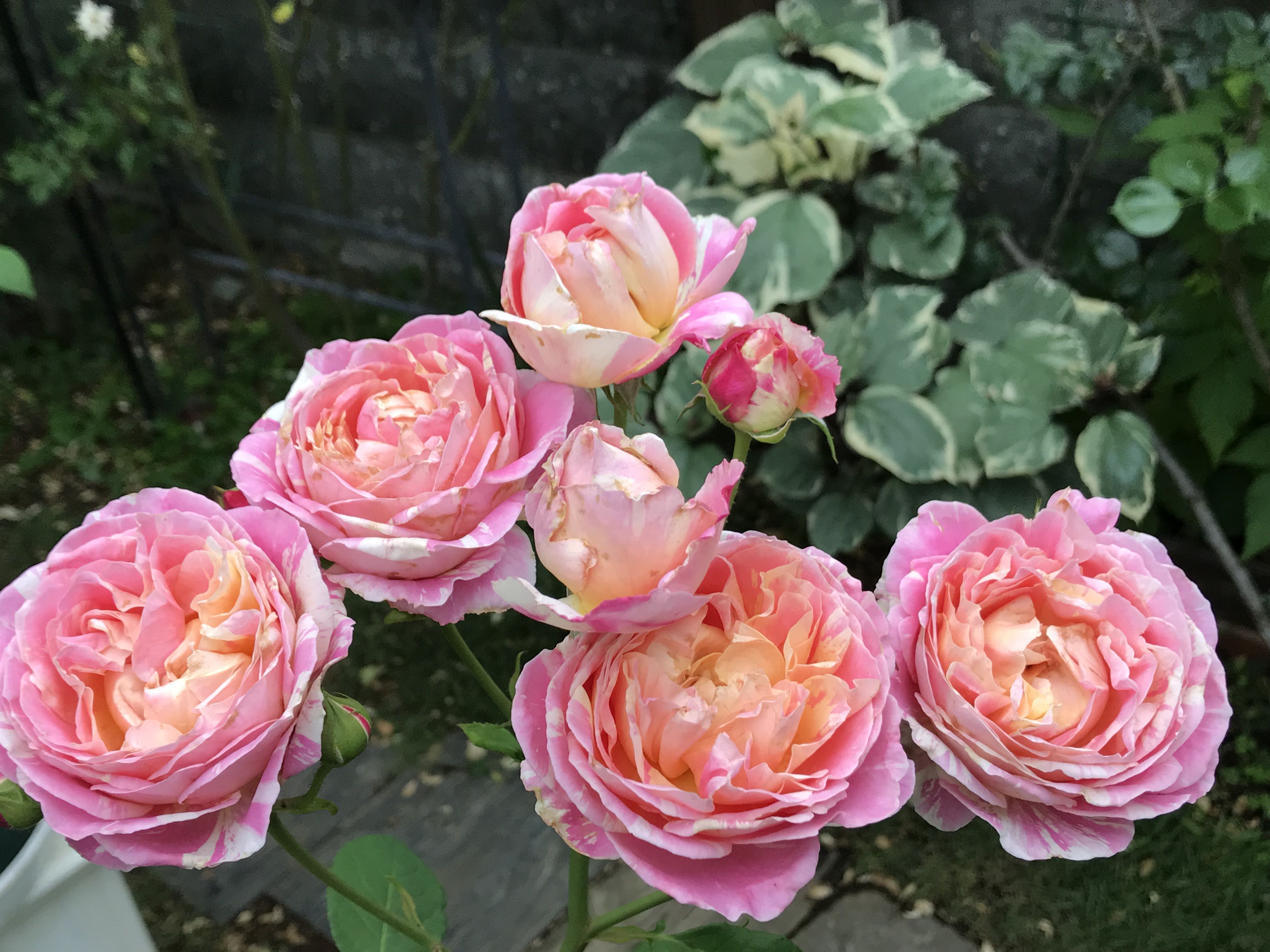 豪華咲きクロードモネ ジャルダンドゥフランス レディエマハミルトン ペンステモン きよひめの気ままにロザリアン