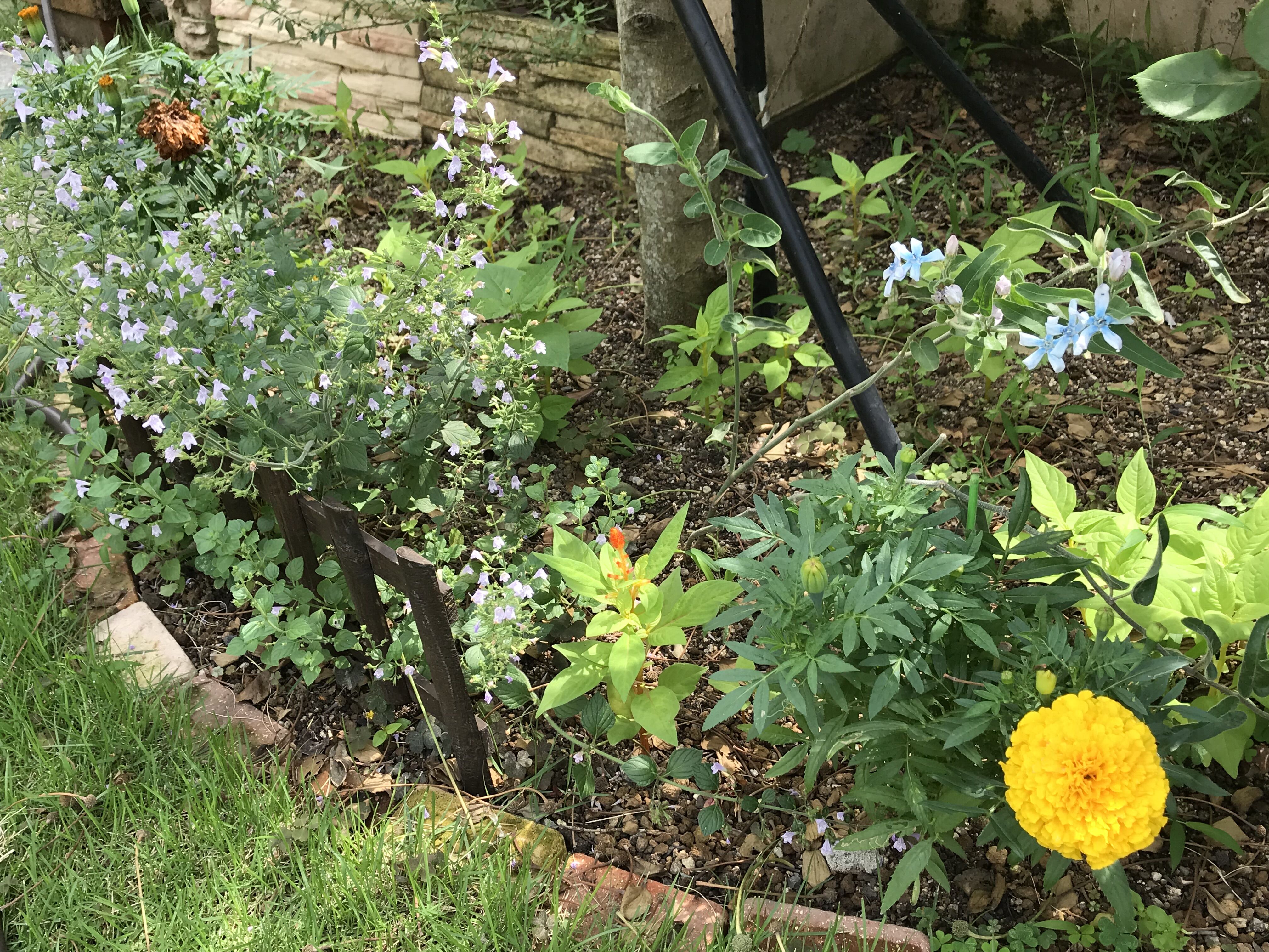我が家の雑草対策 カラミンサ タイム他 きよひめの気ままにロザリアン