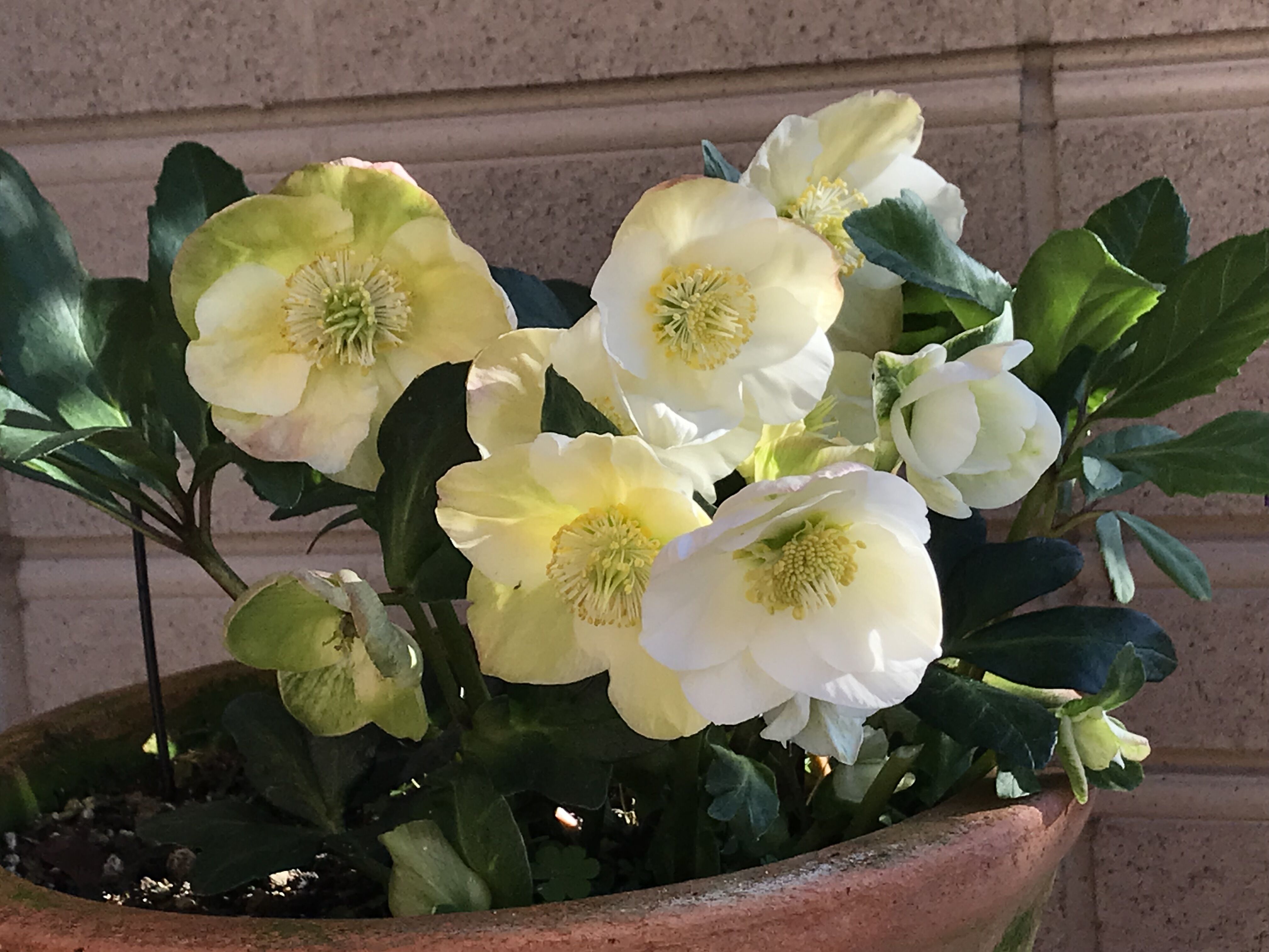 年末に向け 玄関前クリスマスローズ きよひめの気ままにロザリアン