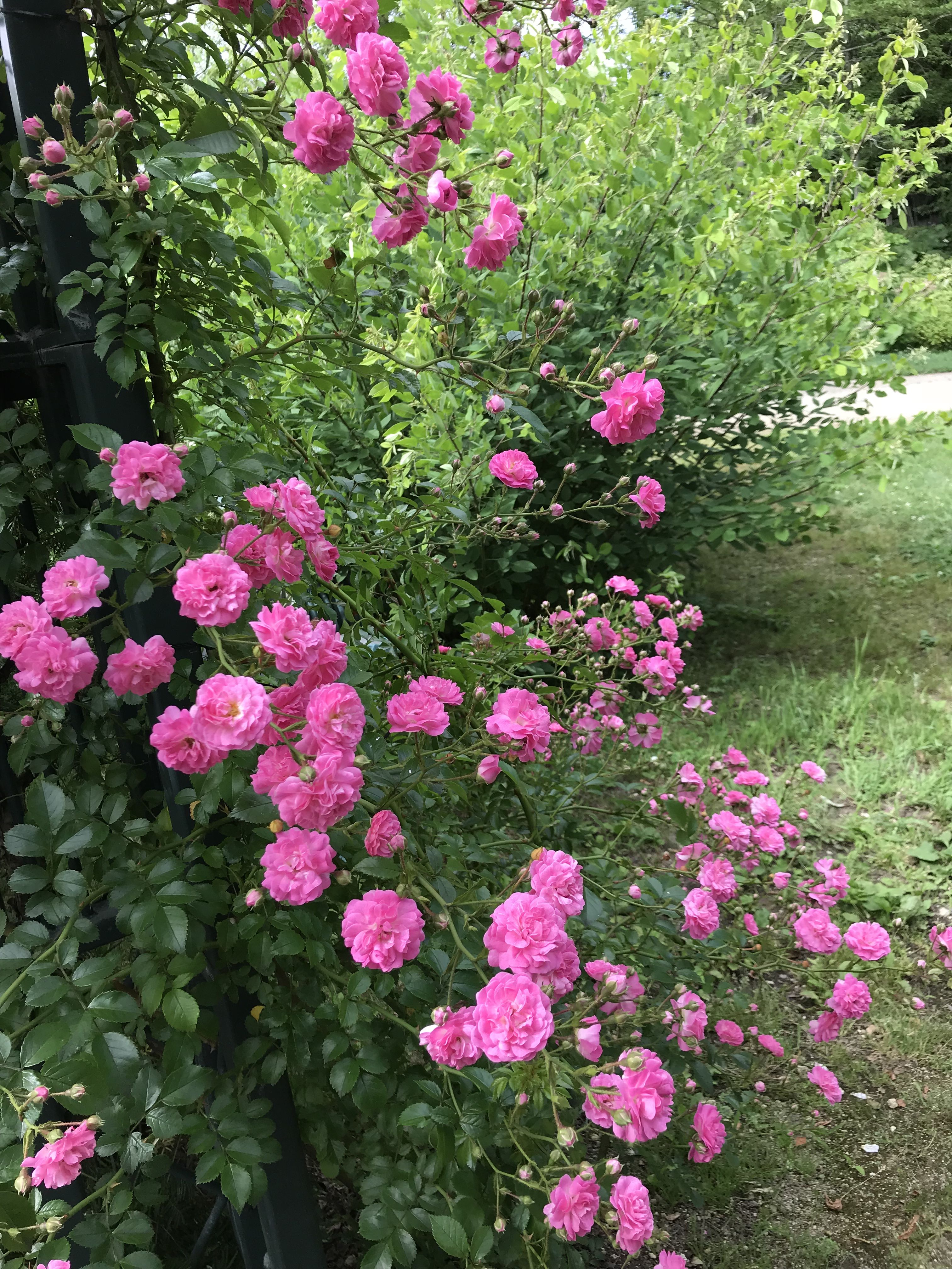 ランブラー ローズ