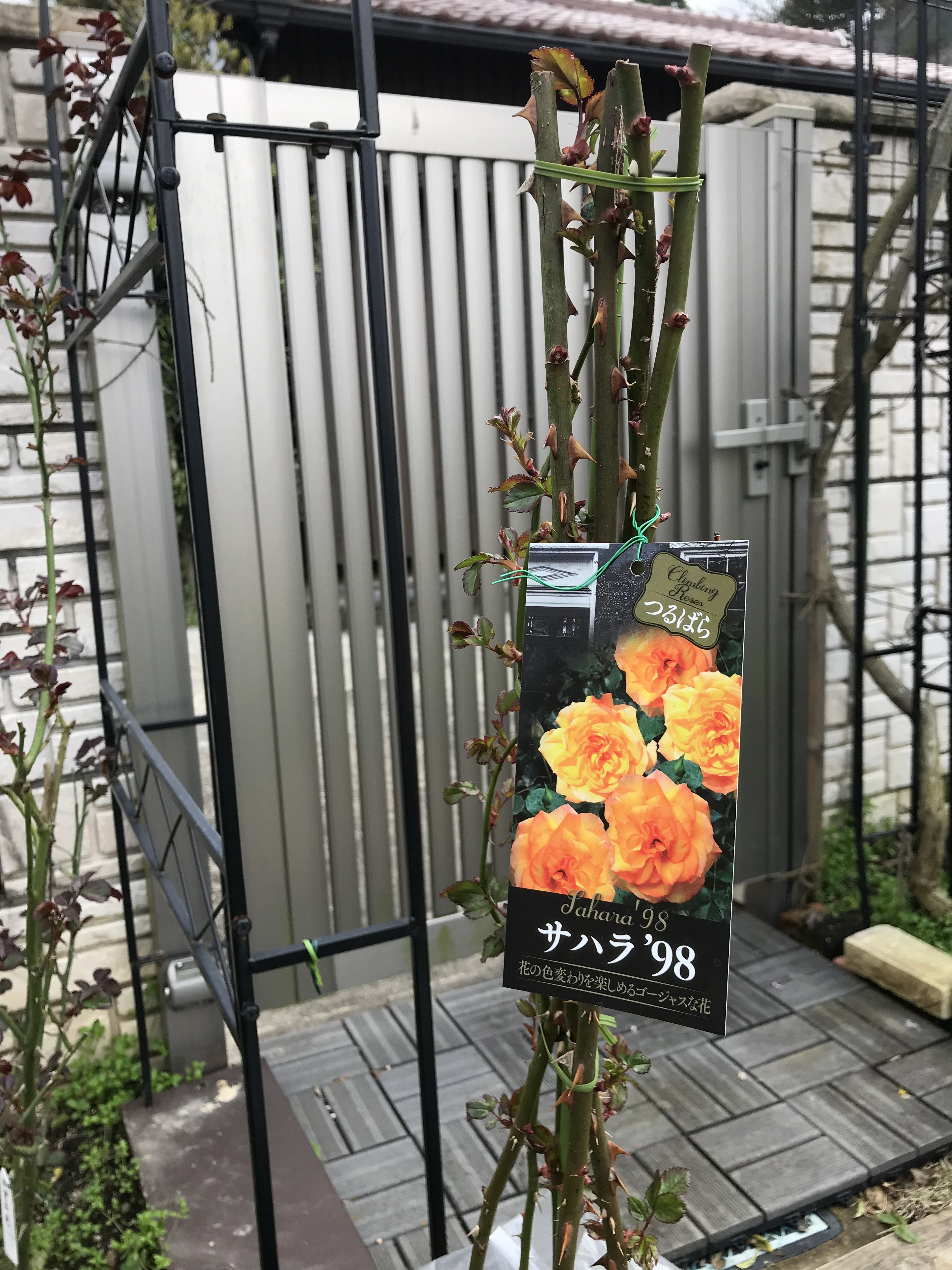 サハラ98 リナリア ニゲラ ルピナス復活 きよひめの気ままにロザリアン