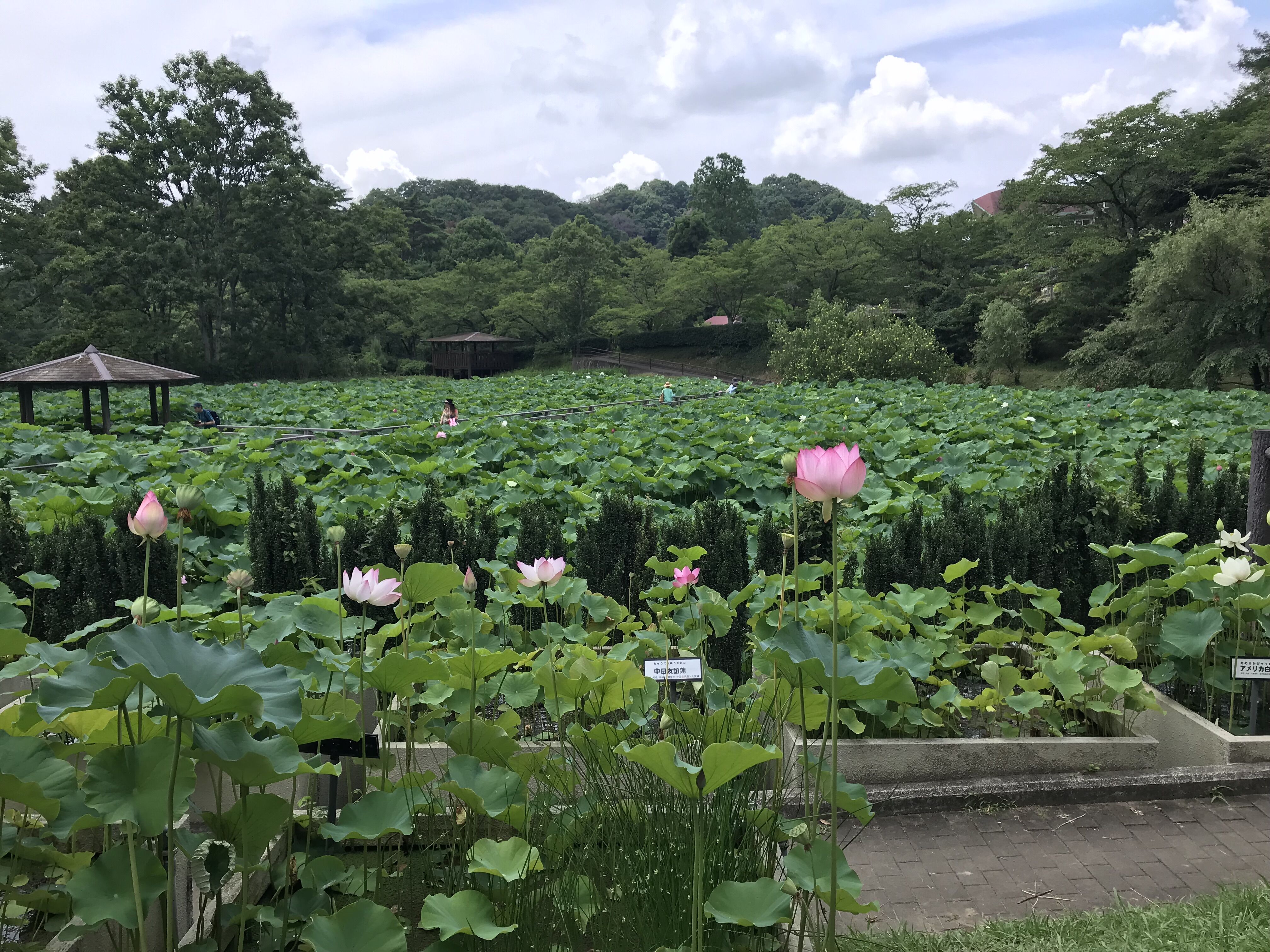 ７月の緑化センター スイレン ハス他 きよひめの気ままにロザリアン