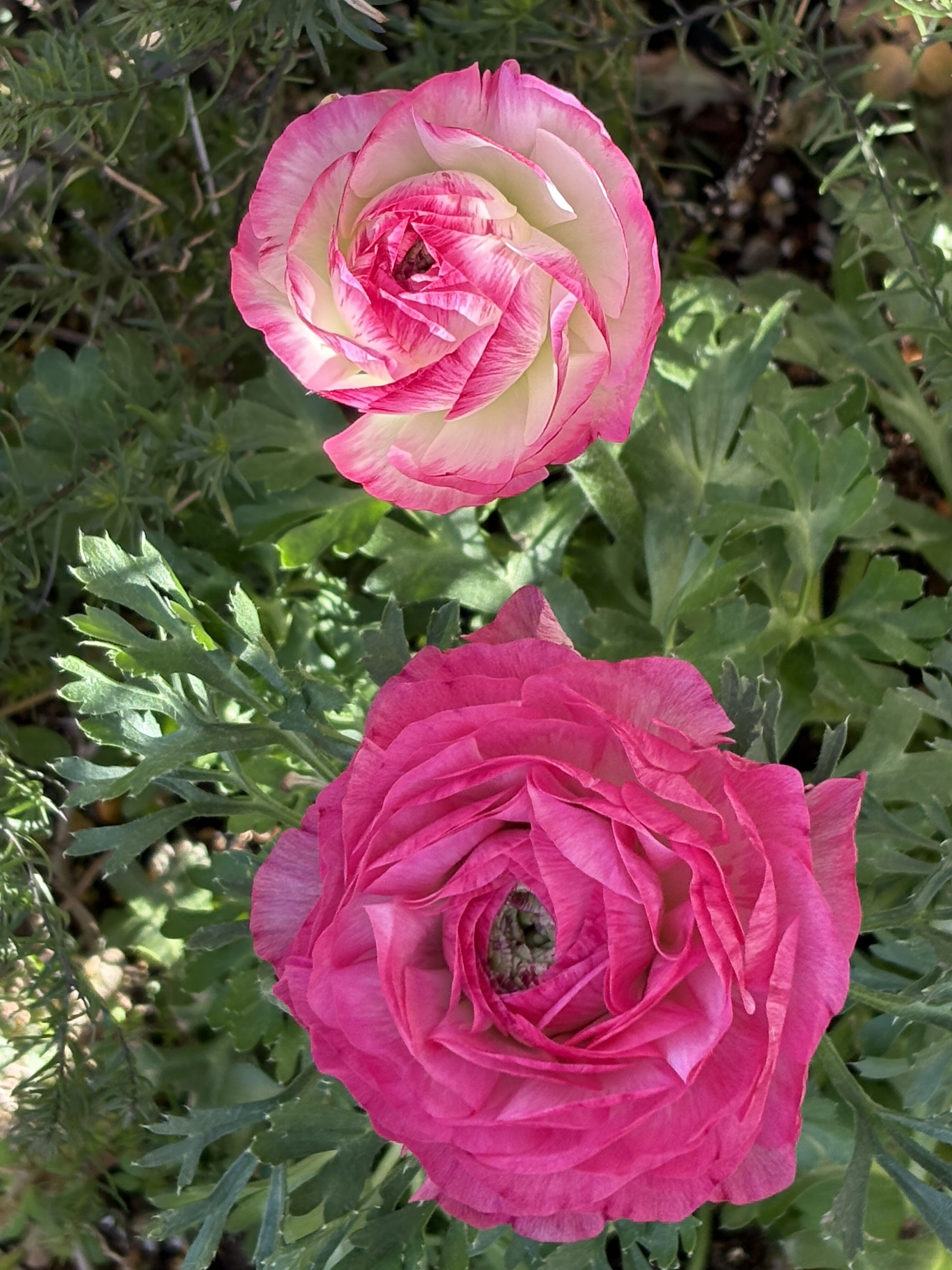 クリスマスローズ ダブル開花💕、ラナンキュラス ラックス蕾発見