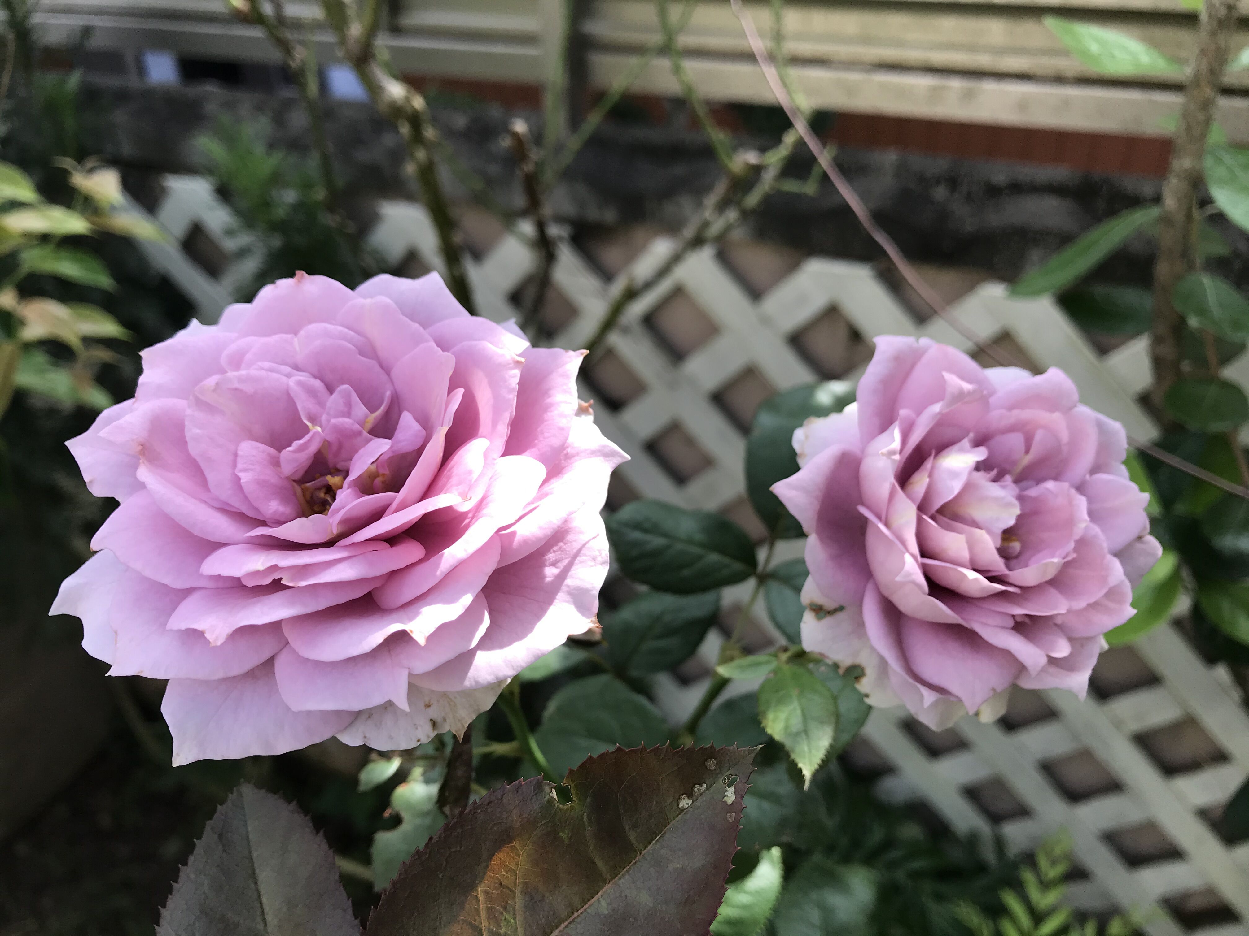 夏の美バラ ノヴァーリス グリーンアイス きよひめの気ままにロザリアン