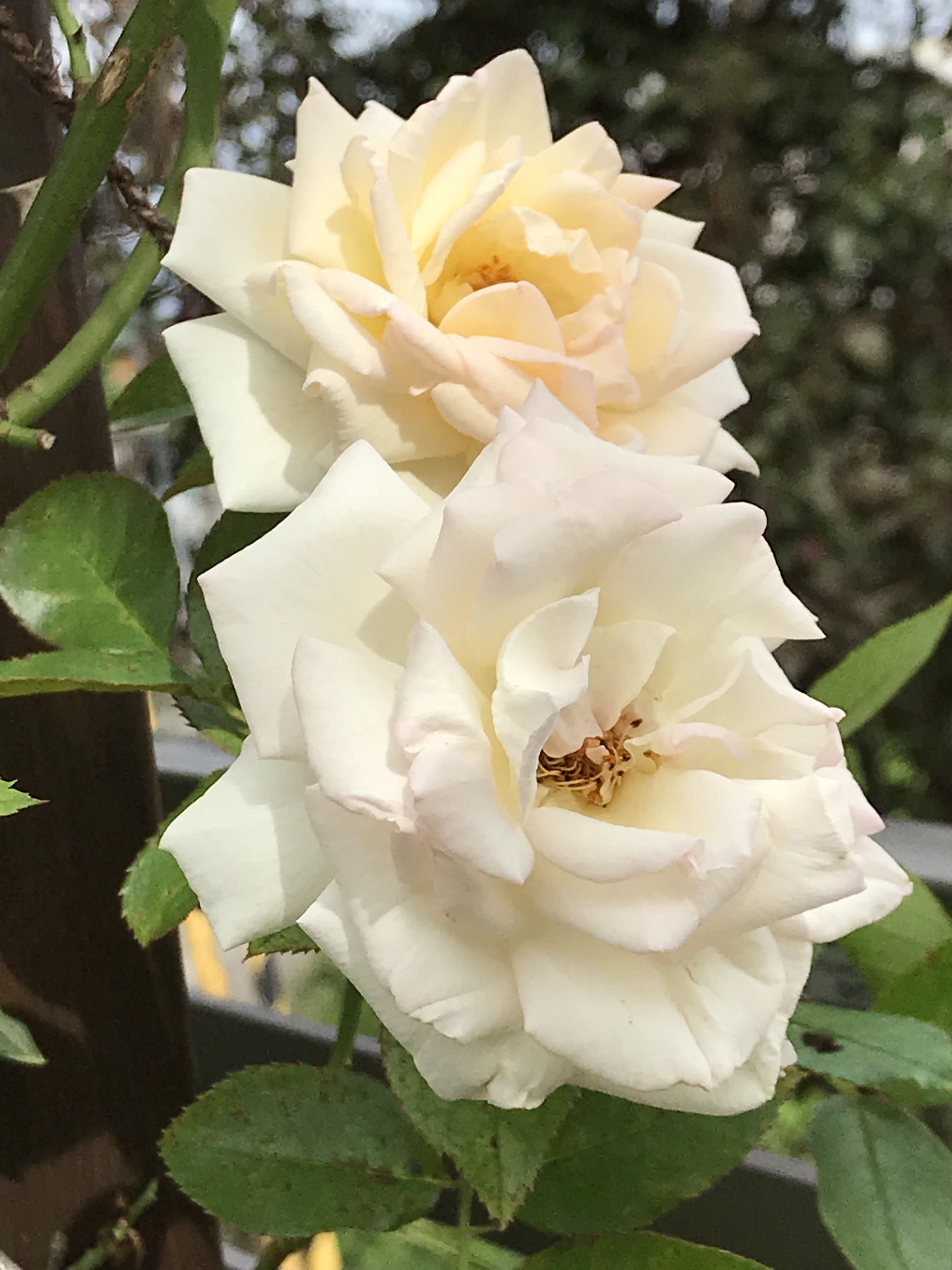 こんなの初めて ワイルドフラワー ニューイマジン きよひめの気ままにロザリアン