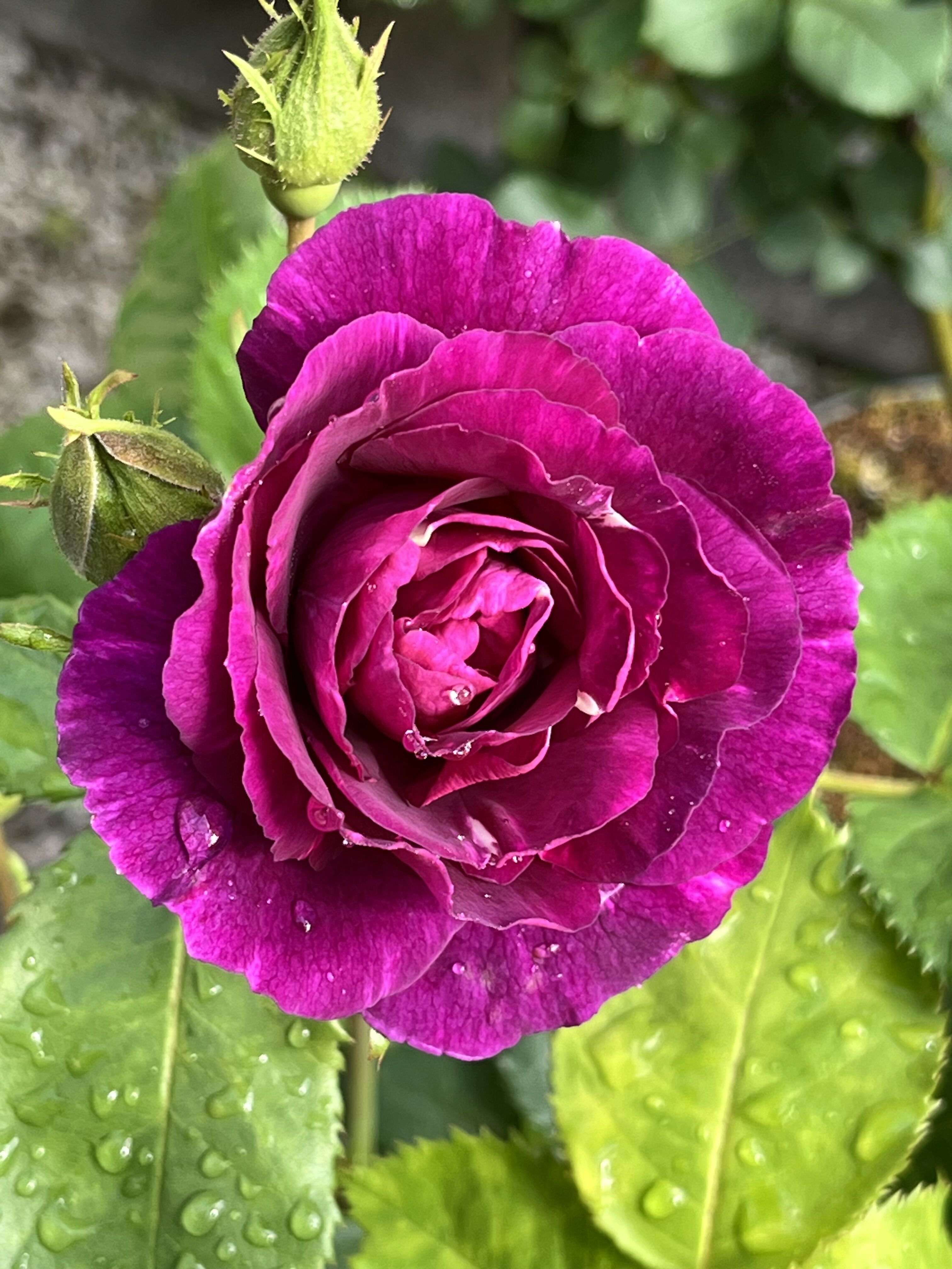 ブルーフォーユー薔薇挿し穂 バラ苗 予約大苗 2026 ブルー フォー ユー Blue For You 国産ノイバラ