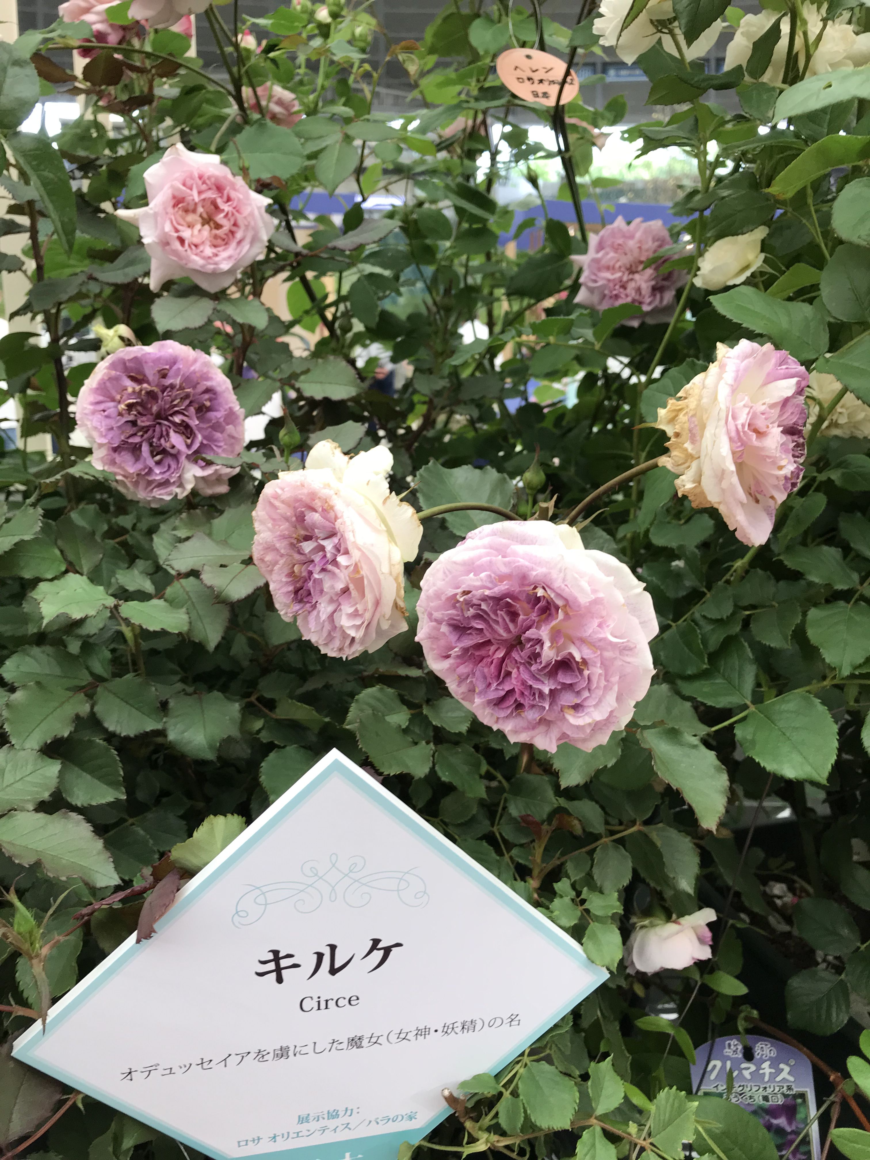 18年05月25日 きよひめの気ままにロザリアン