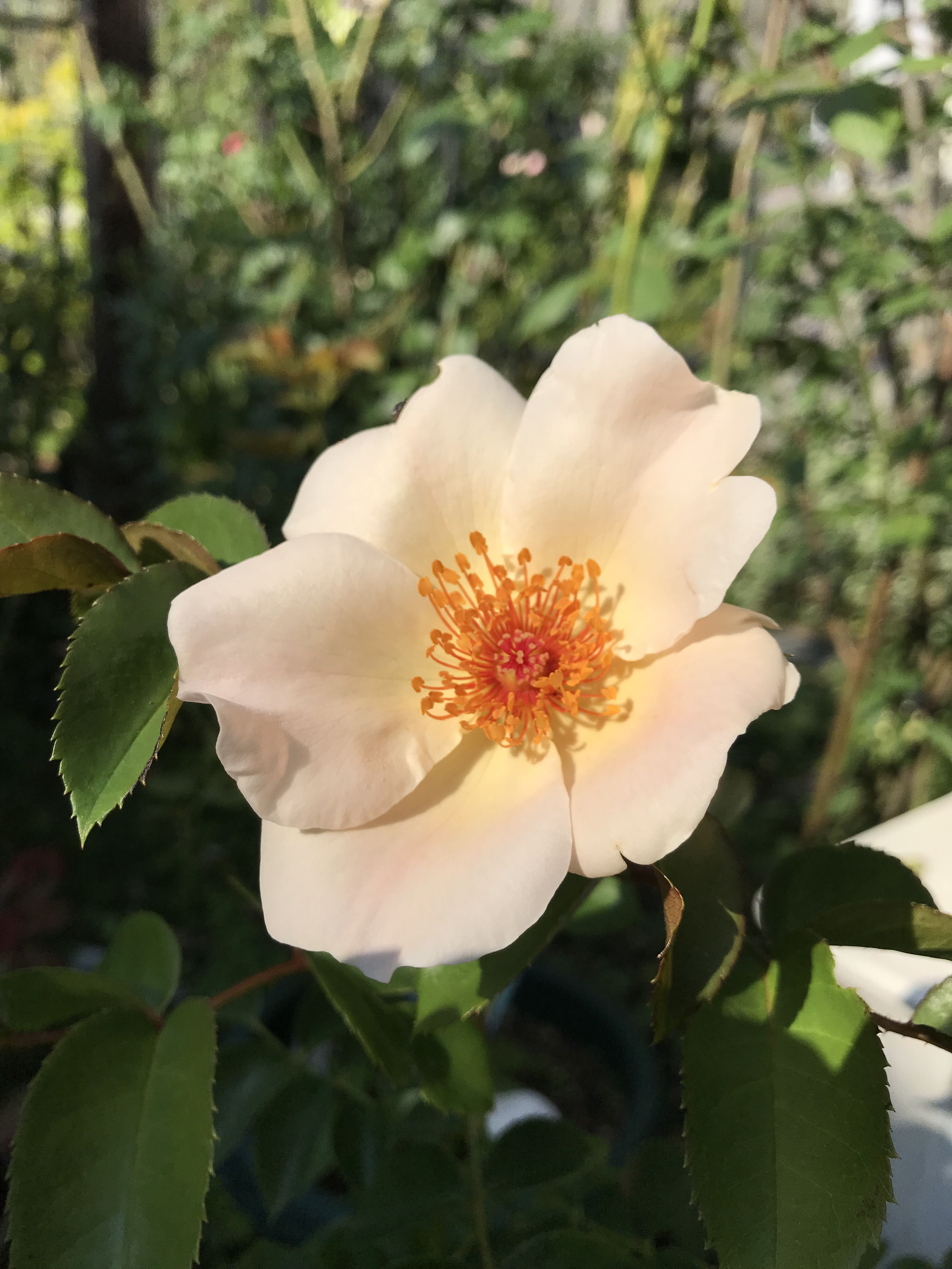 シンプルライフ 薫乃 きよひめの気ままにロザリアン