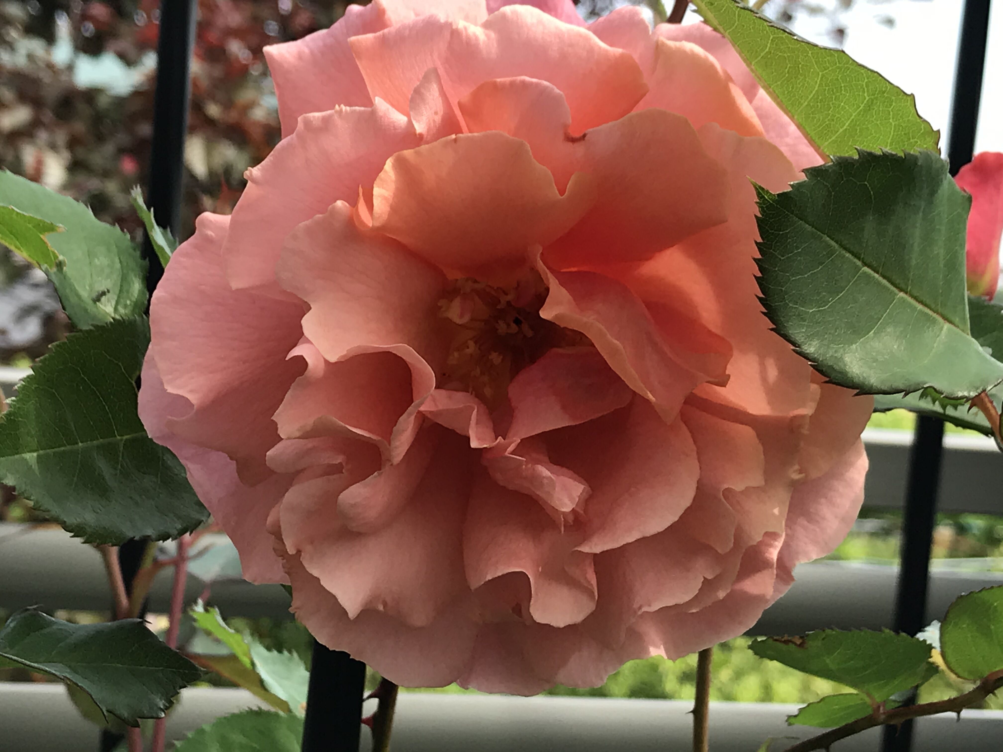 西庭サンセットグロウ ゴールデンボーダー アンクルウォルター きよひめの気ままにロザリアン