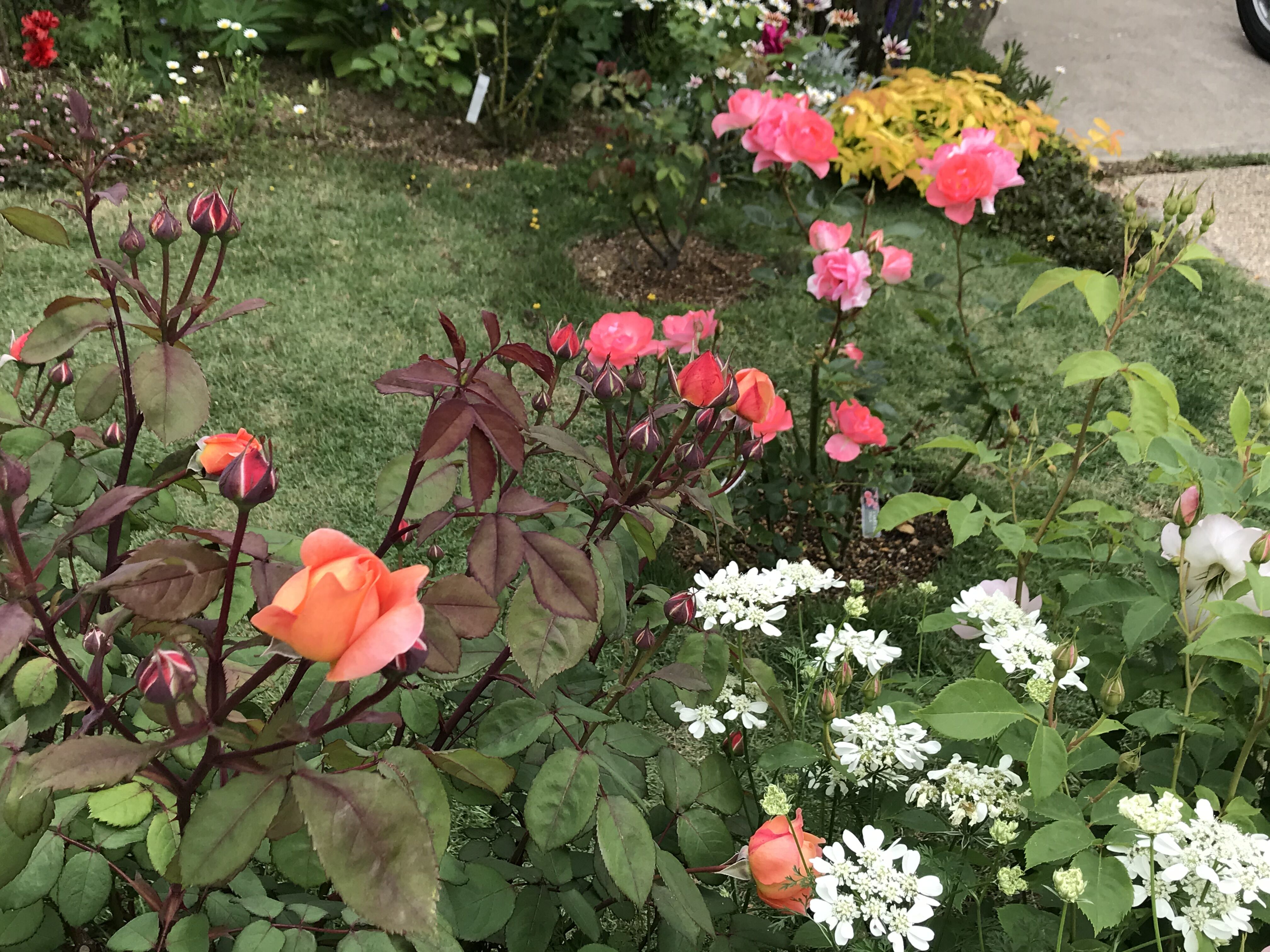 西庭part I ボスコベル レディエマハミルトン他 きよひめの気ままにロザリアン