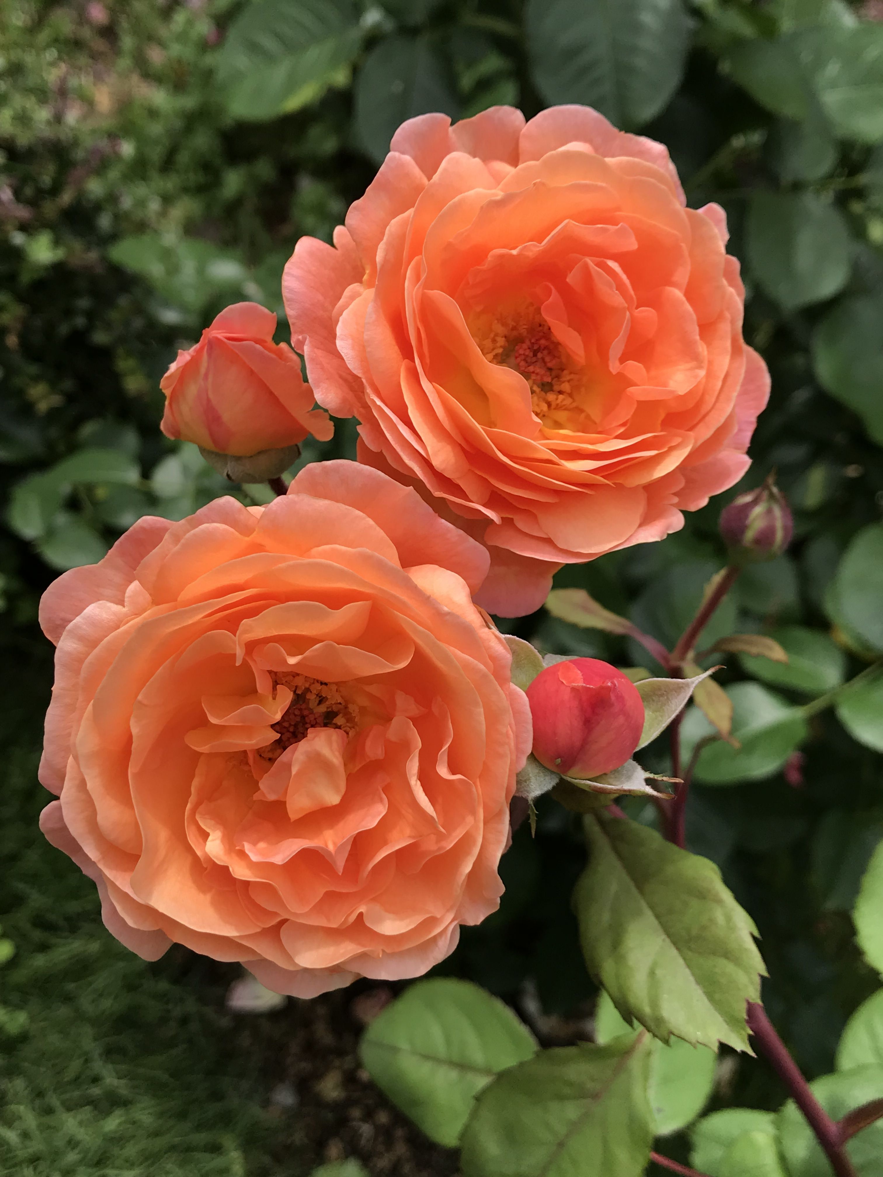 レディエマハミルトン セム 白万重 きよひめの気ままにロザリアン