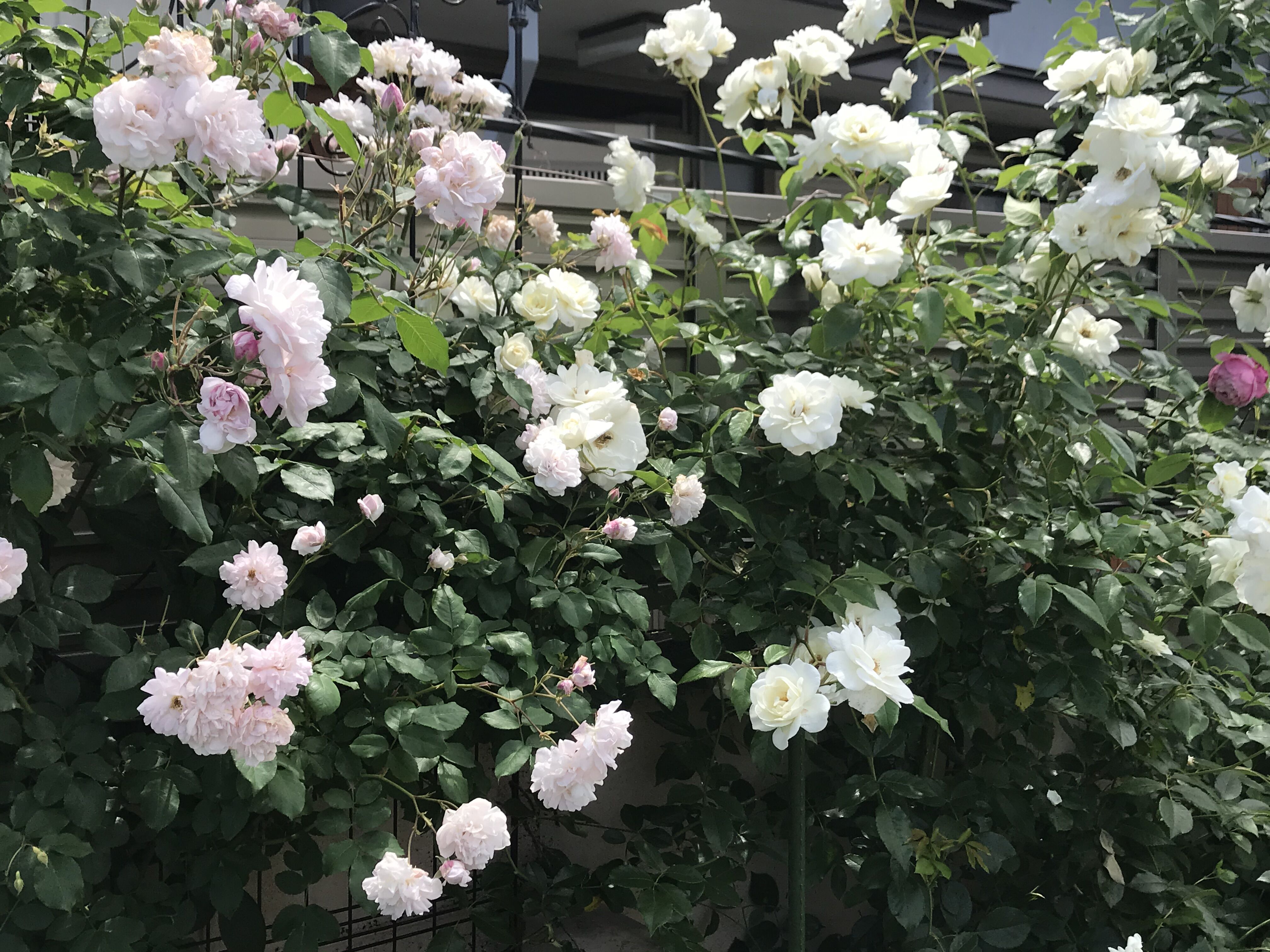 東 南側のつるバラ特集 O きよひめの気ままにロザリアン