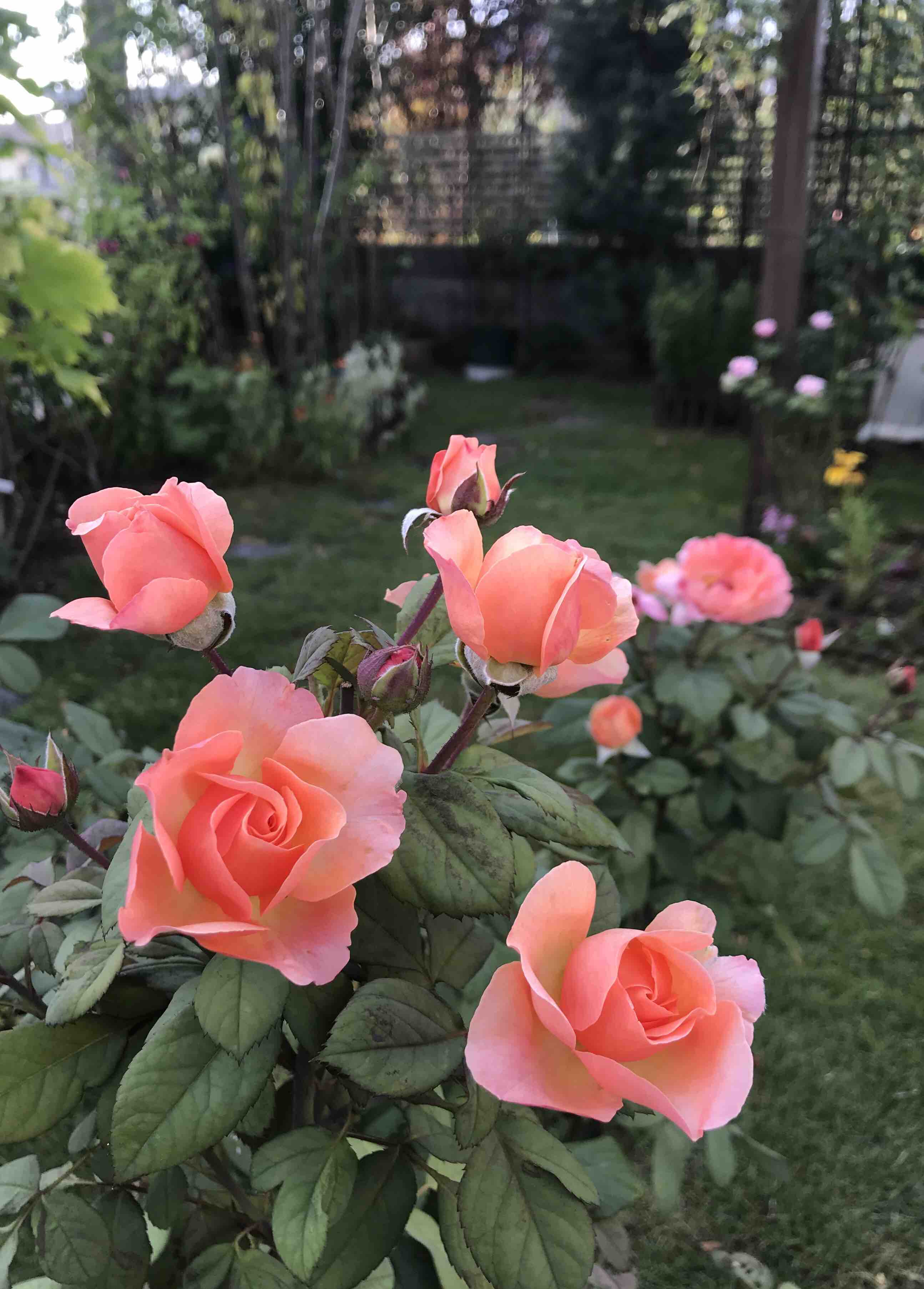 令和ベビー誕生 西庭レディエマハミルトン セム きよひめの気ままにロザリアン