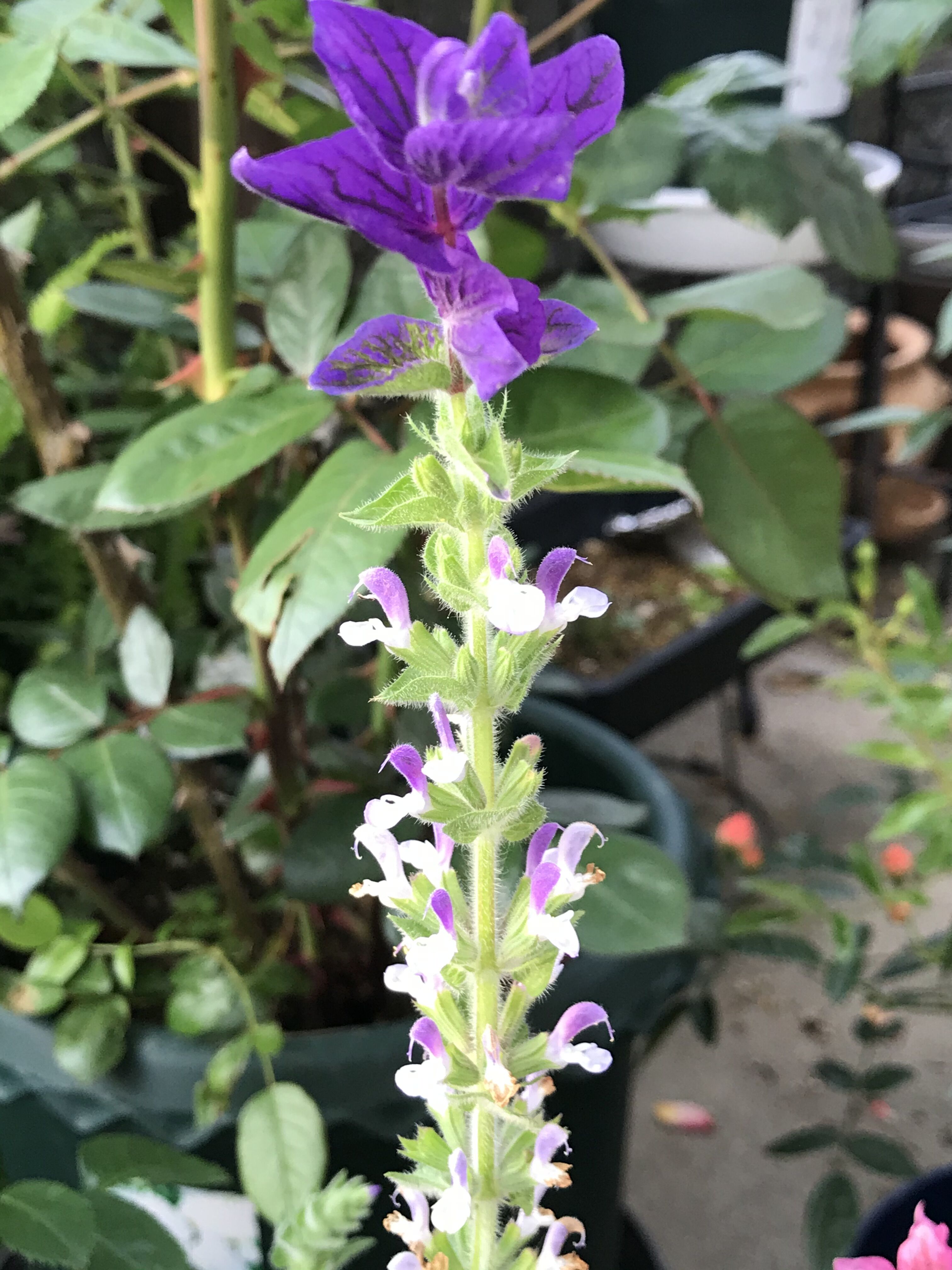 ハーブの季節 夏の寄せ植え きよひめの気ままにロザリアン ハーブの季節 夏の寄せ植え きよひめの気ままにロザリアン