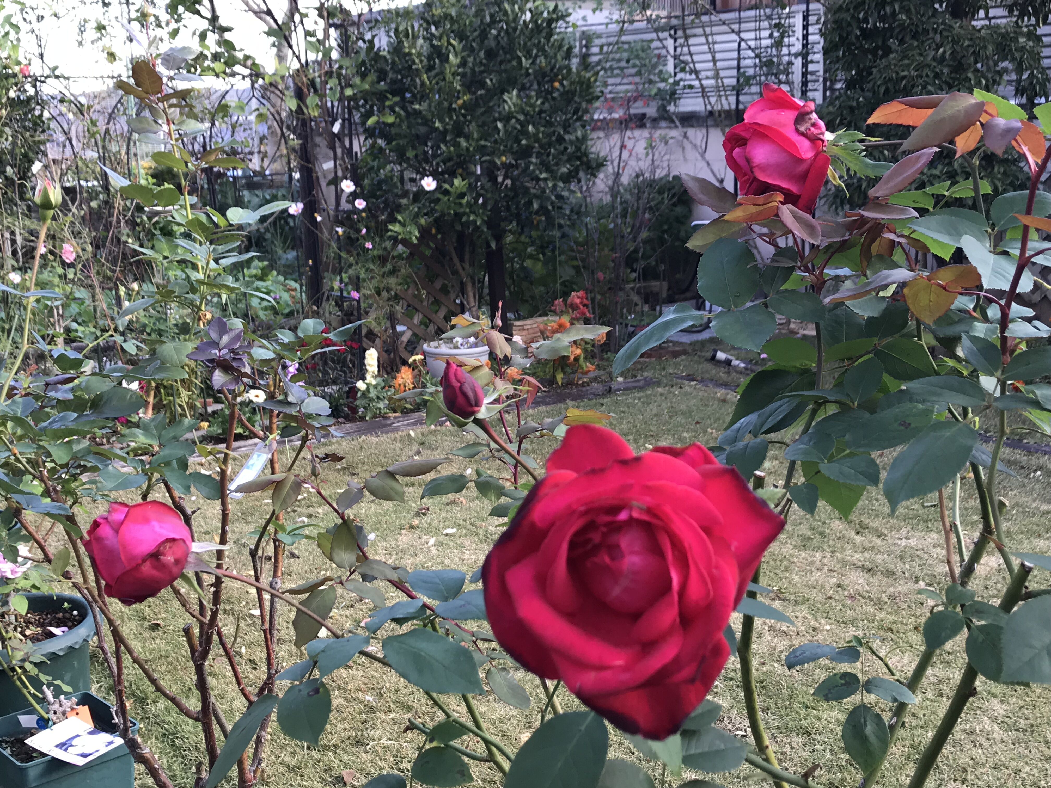 東庭ロイヤルサンセット 宴 ゲーテローズ きよひめの気ままにロザリアン