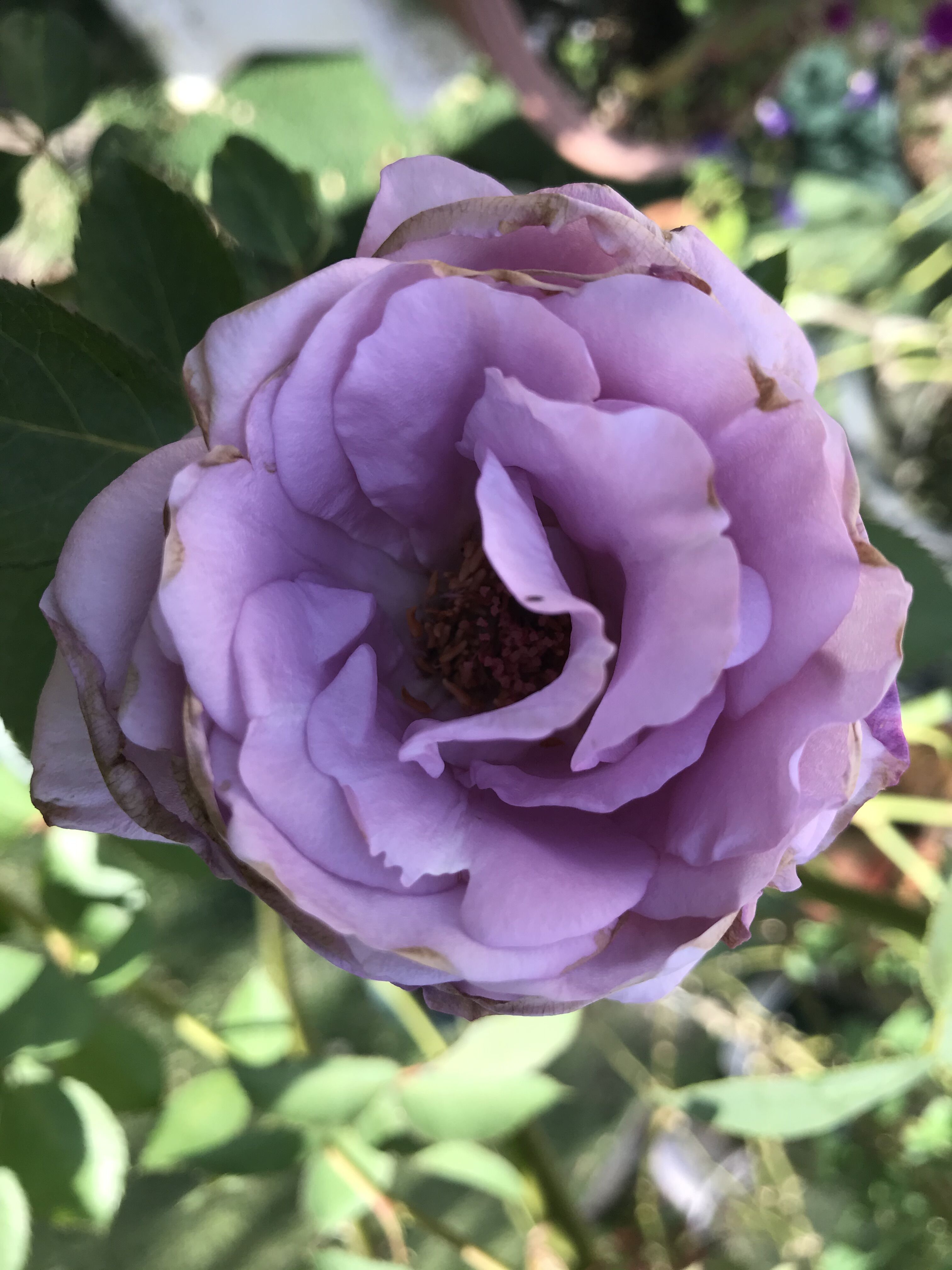 夜来香 ゲーテローズの花弁が きよひめの気ままにロザリアン