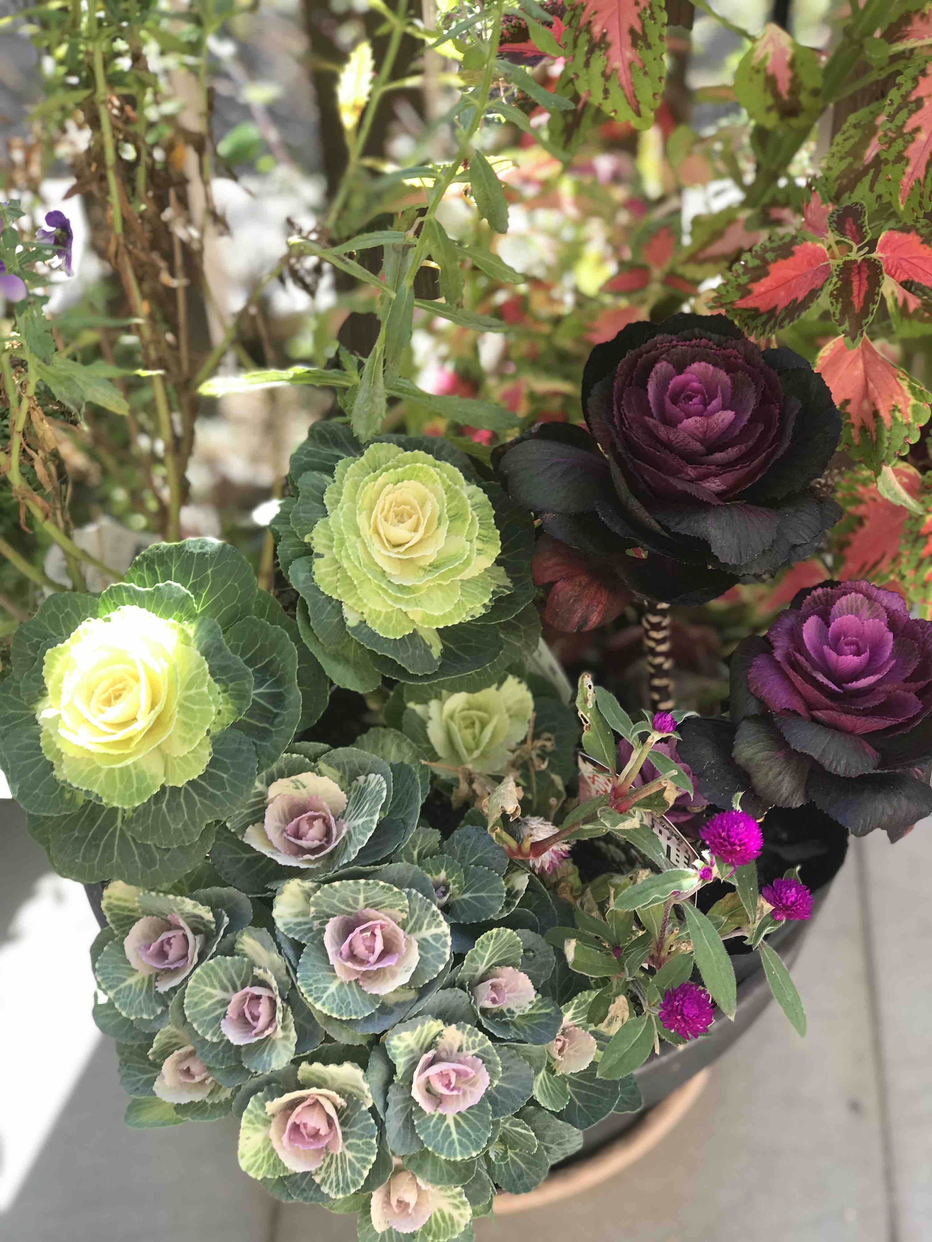 玄関周りノボタン 開花 クリスマスローズに寄せ植えも きよひめの気ままにロザリアン