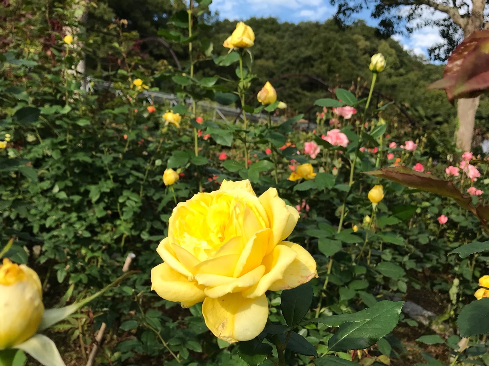 和歌山緑化センター 秋バラ情報 きよひめの気ままにロザリアン