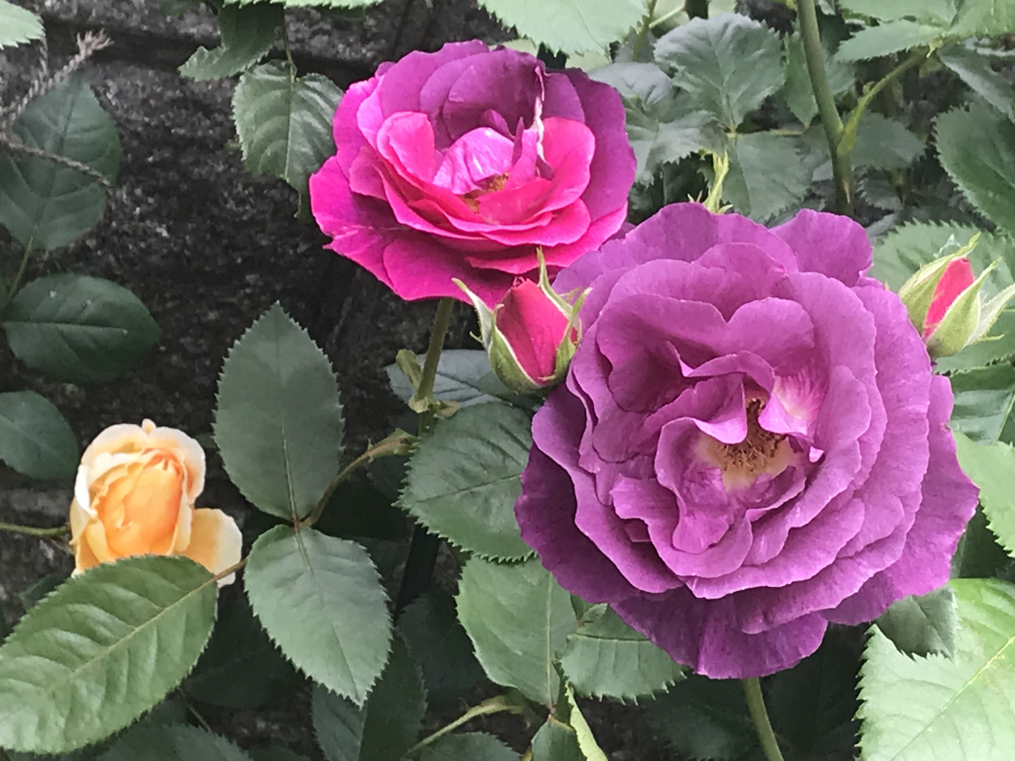 東庭フレグランスペルシカ初開花 きよひめの気ままにロザリアン 東庭フレグランスペルシカ初開花 きよひめの気ままにロザリアン