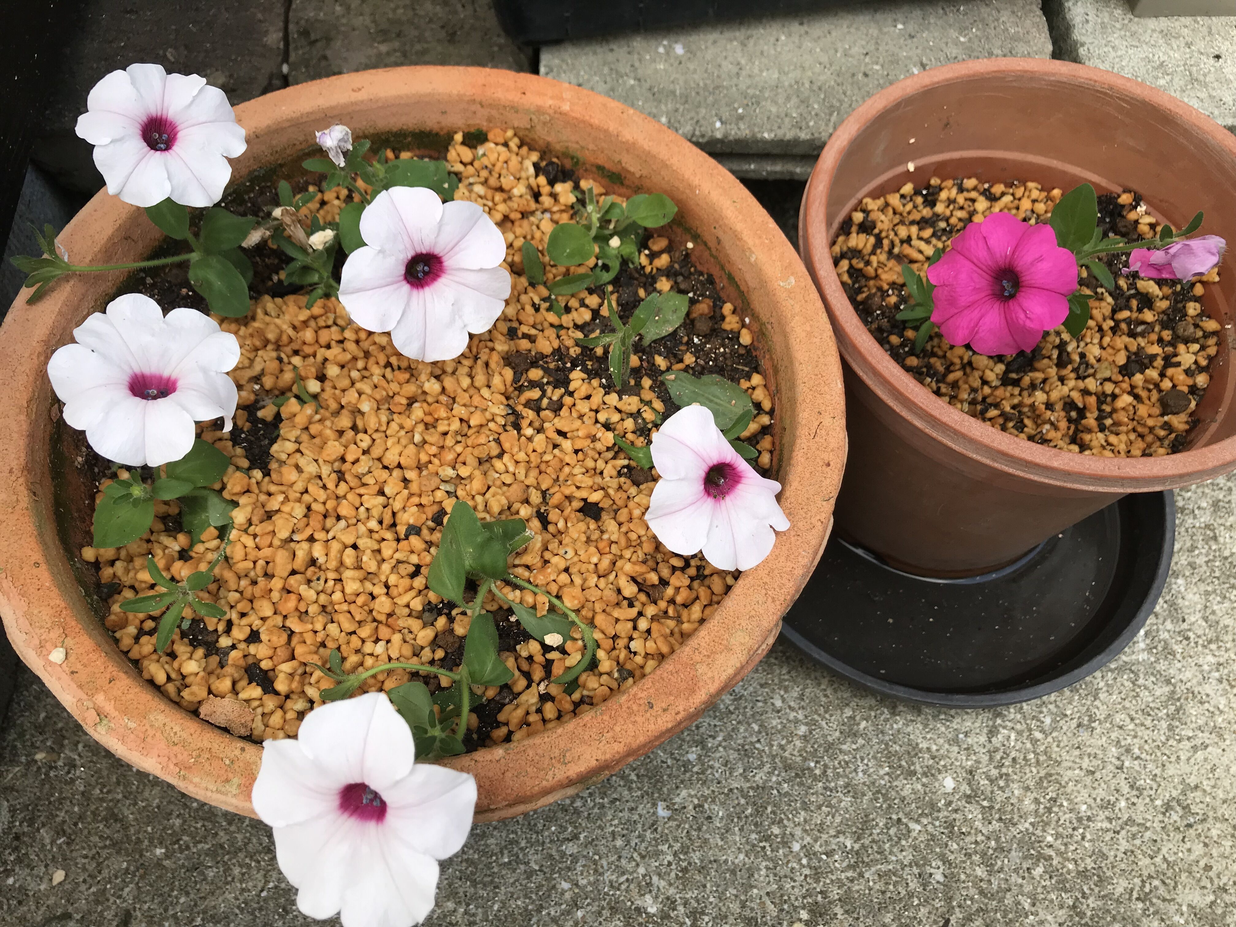 ペチュニアの変化を愉しむ きよひめの気ままにロザリアン