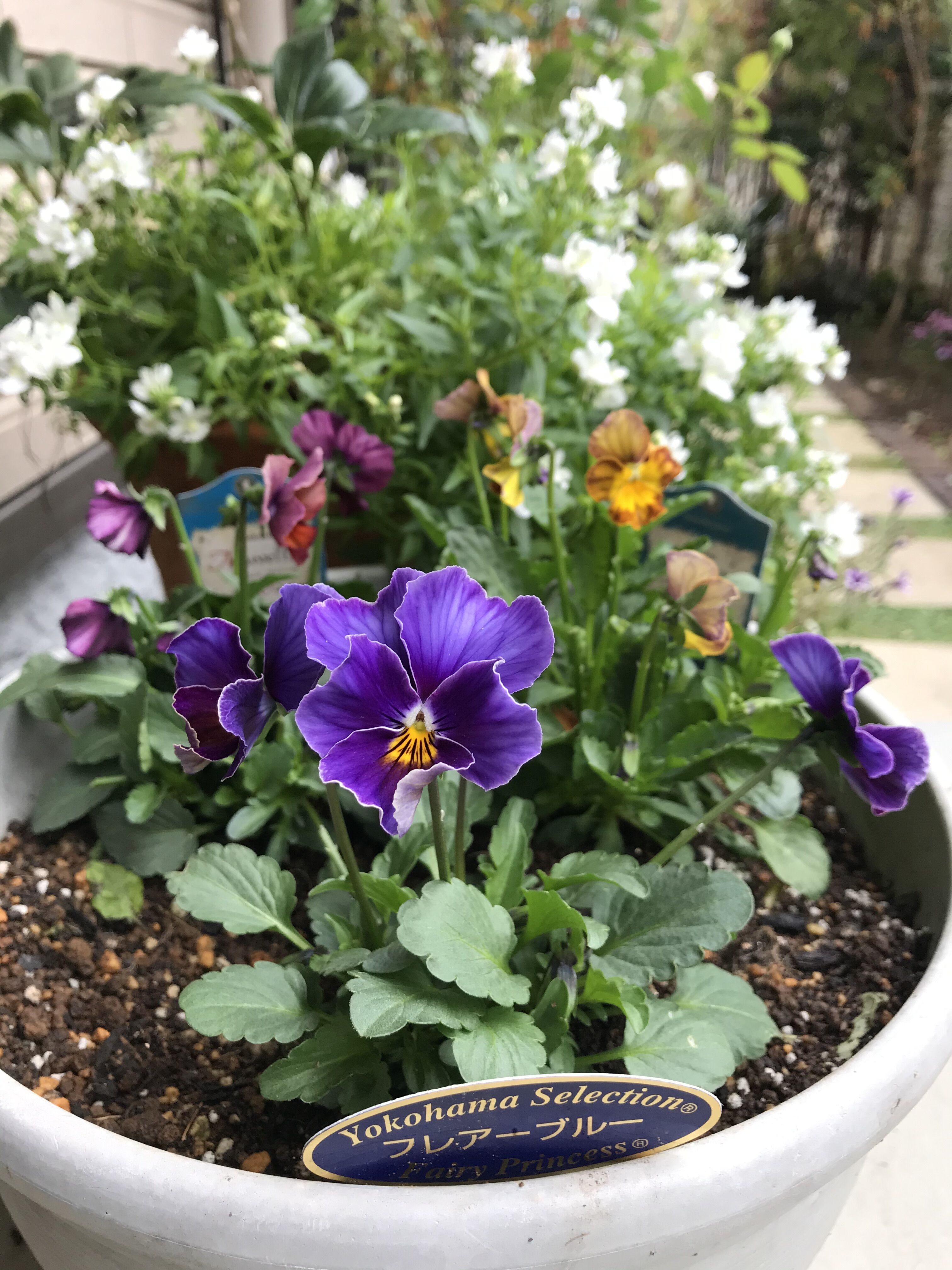 Newビオラ フレアブルー セプタードアイル アンブリッジローズ きよひめの気ままにロザリアン