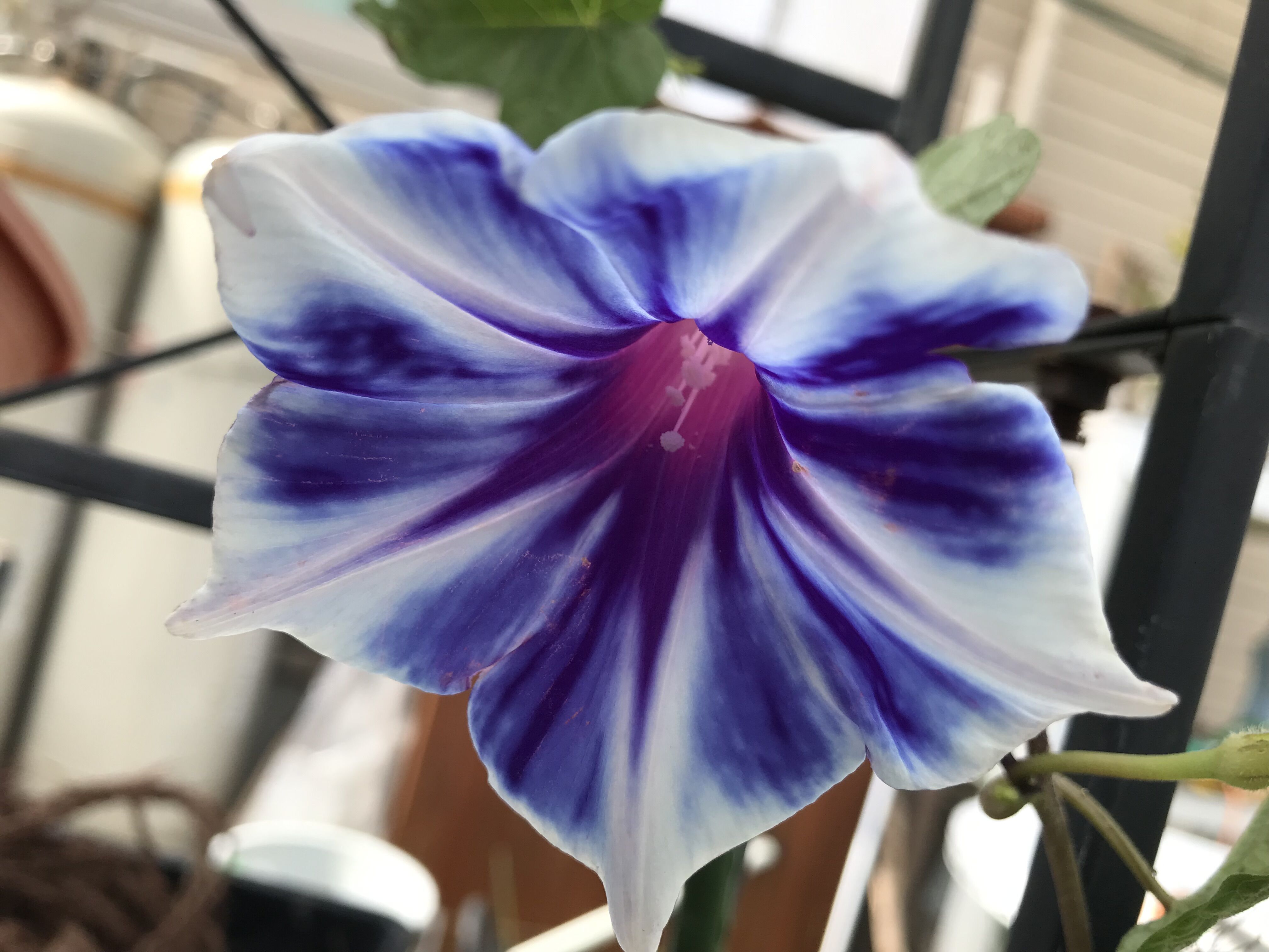 西洋朝顔スノーフレーク シャリマー アンナプルナ ホワイトプリンスチャールズ きよひめの気ままにロザリアン