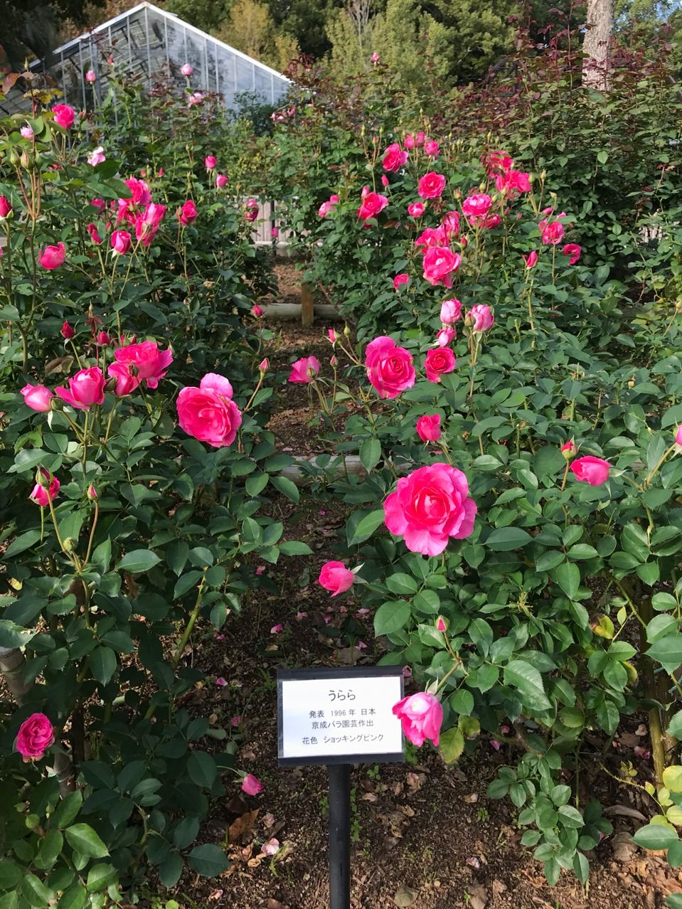 和歌山緑化センター 秋バラ情報 きよひめの気ままにロザリアン