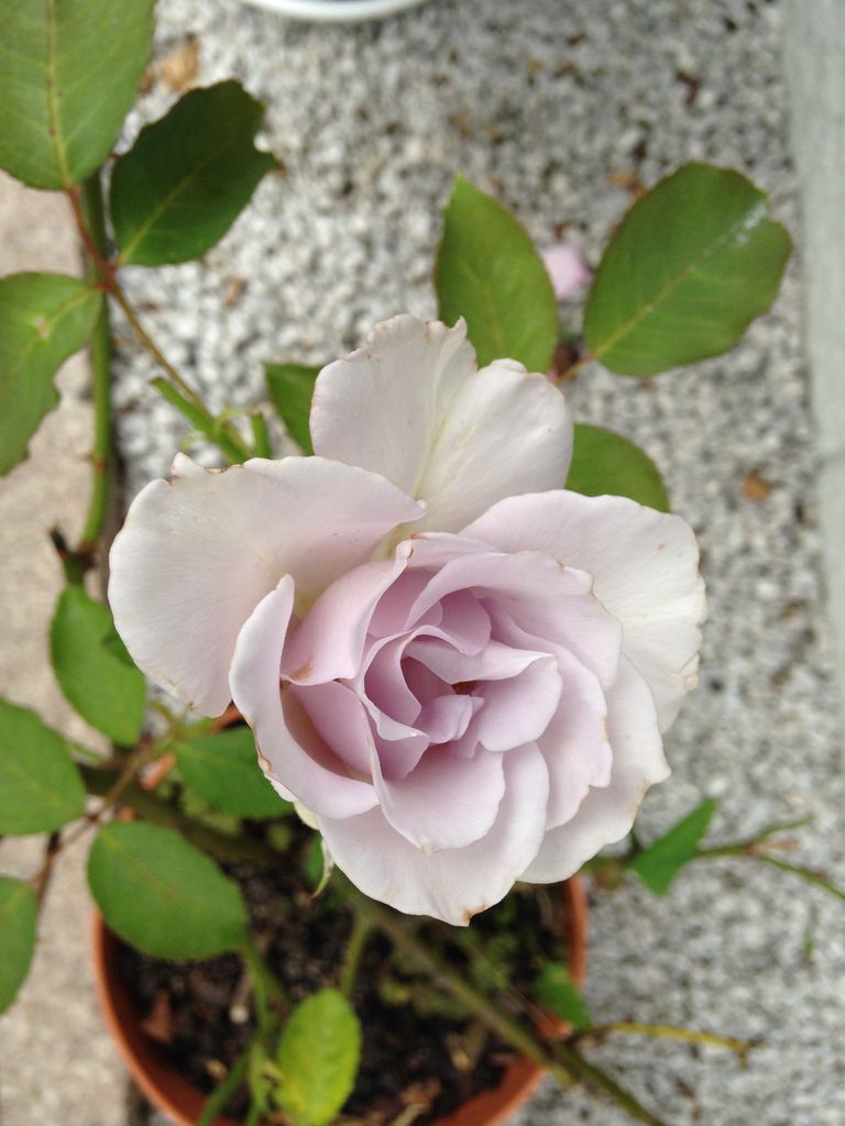 香りのバラ エル きよひめの気ままにロザリアン