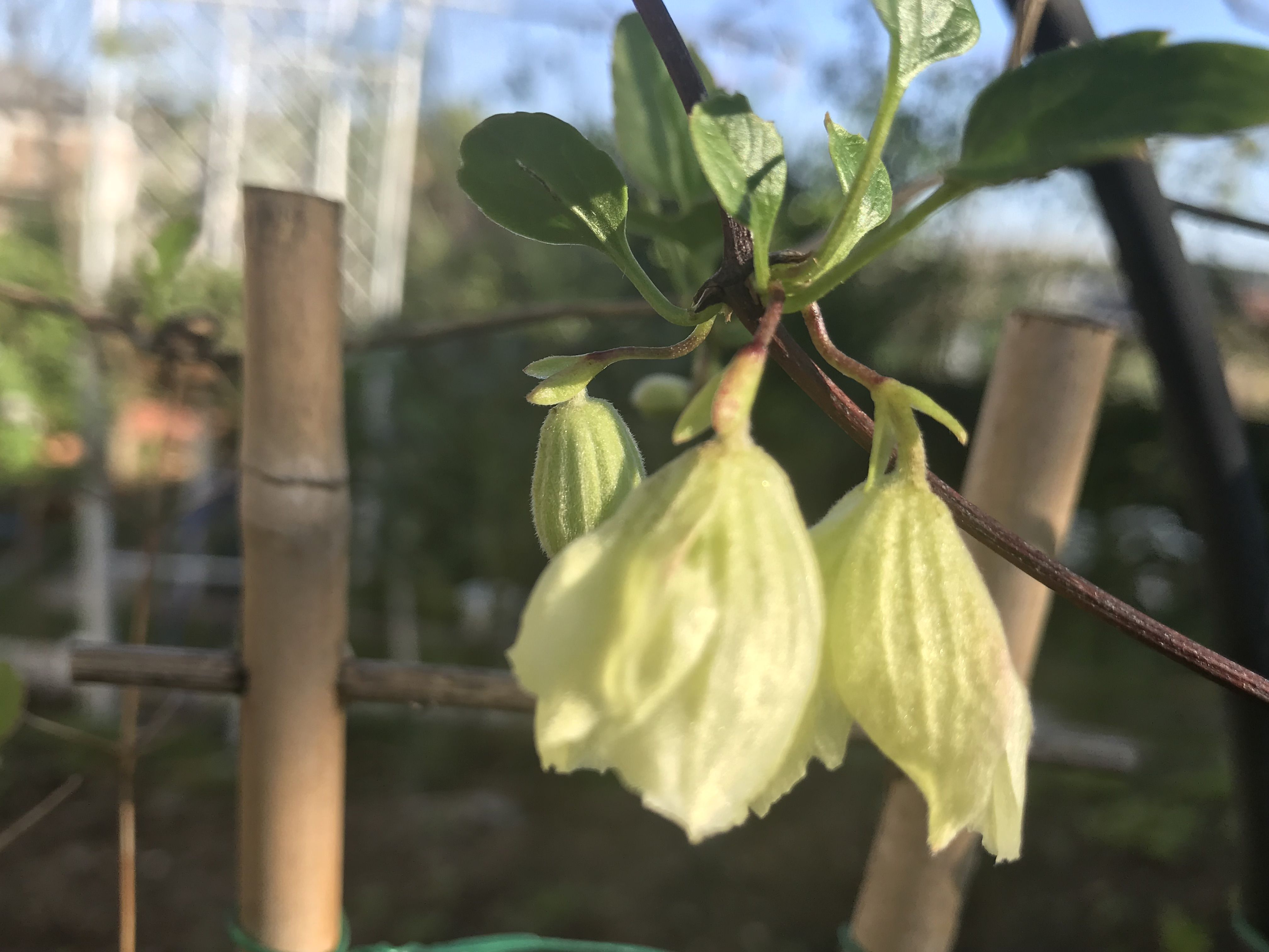 クレマチスの返り咲き きよひめの気ままにロザリアン