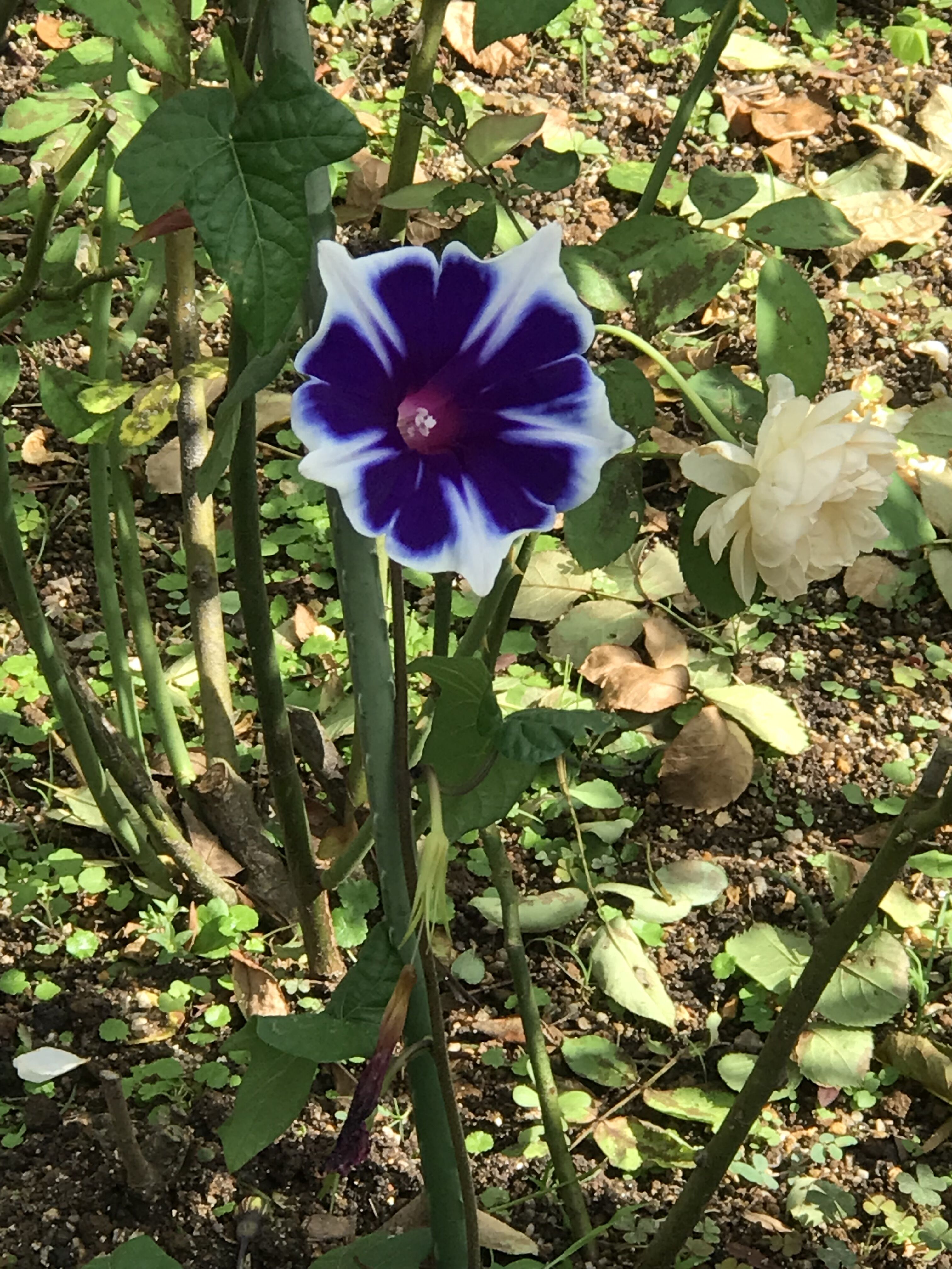 西洋朝顔スノーフレーク シャリマー アンナプルナ ホワイトプリンスチャールズ きよひめの気ままにロザリアン