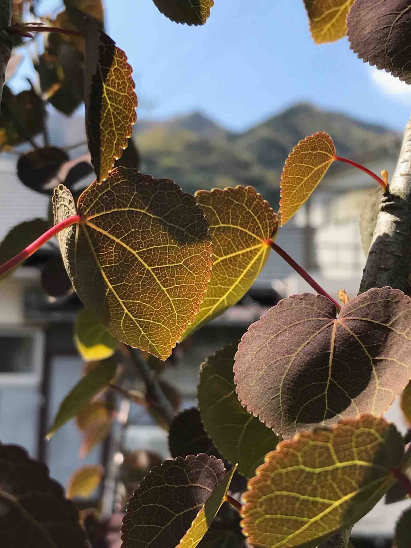 4月の庭木 宿根草たち きよひめの気ままにロザリアン