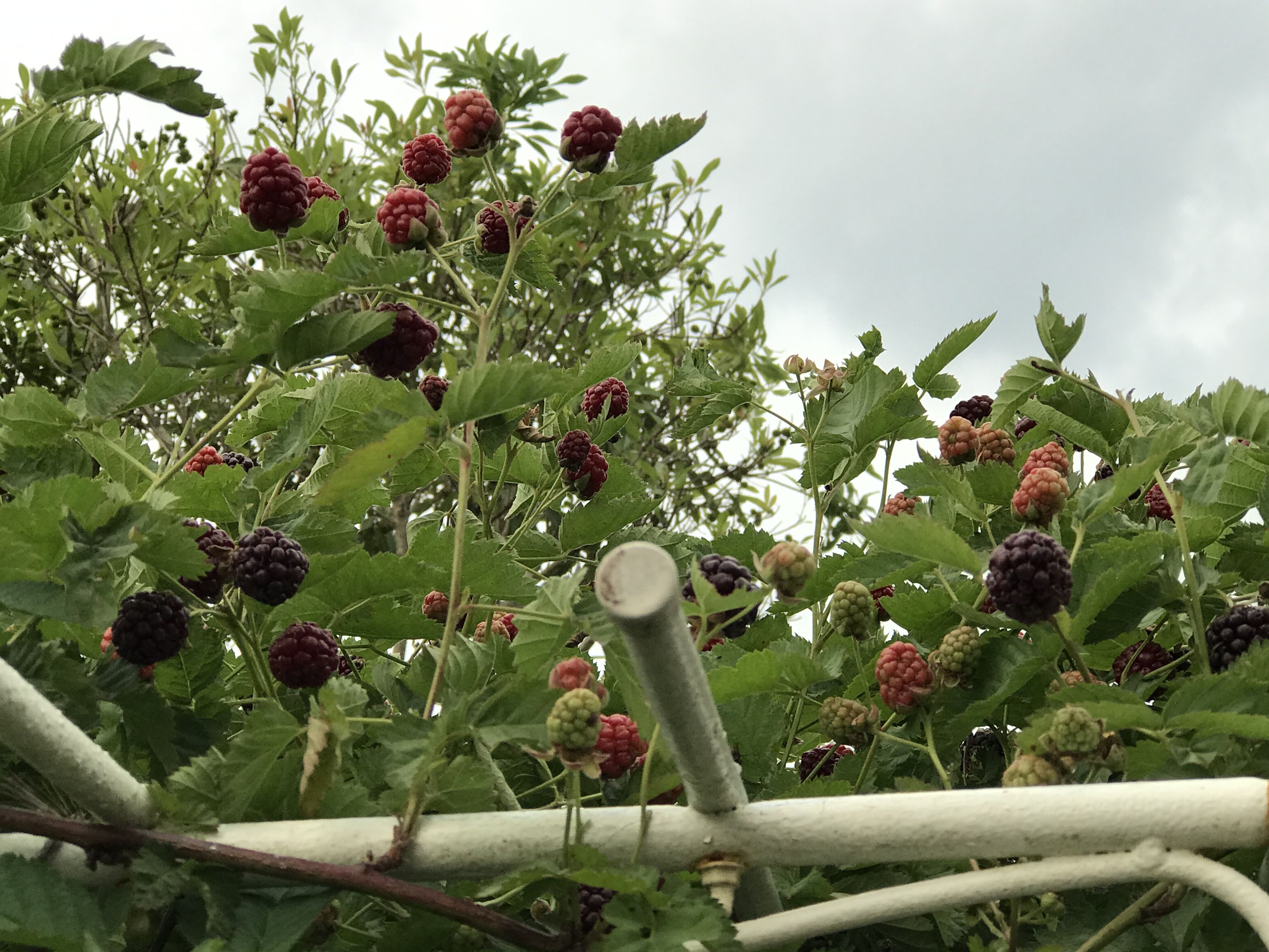 ブラック ラズベリーの収穫 クレマチスetc きよひめの気ままにロザリアン
