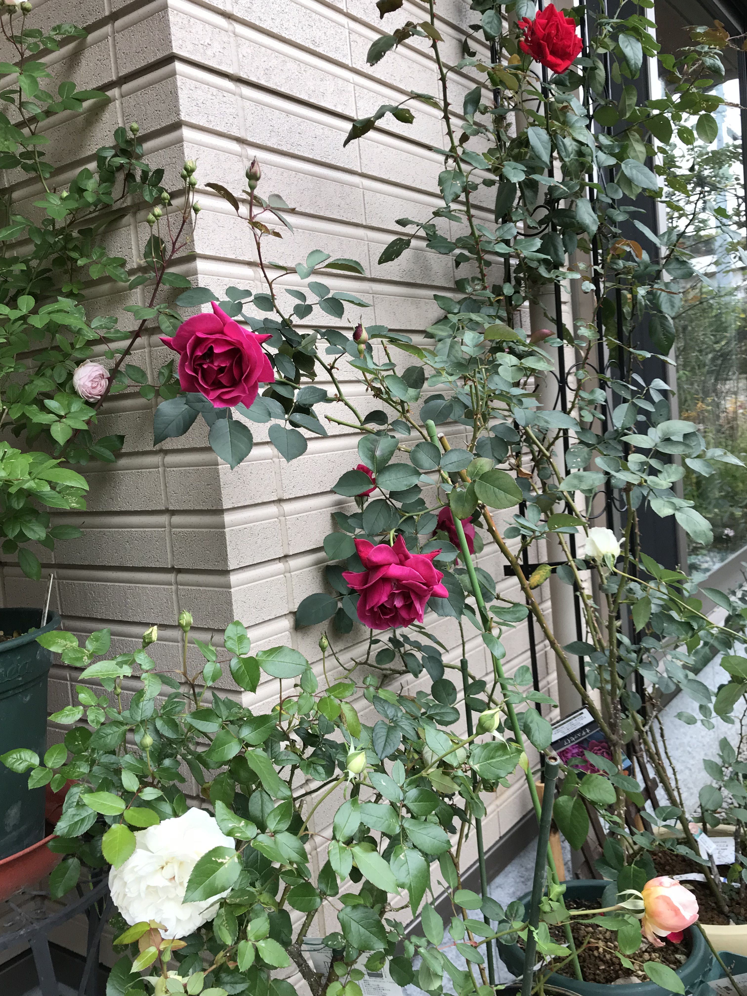 12月の玄関前 オデュッセイア フンショウロウ ボレロ きよひめの気ままにロザリアン