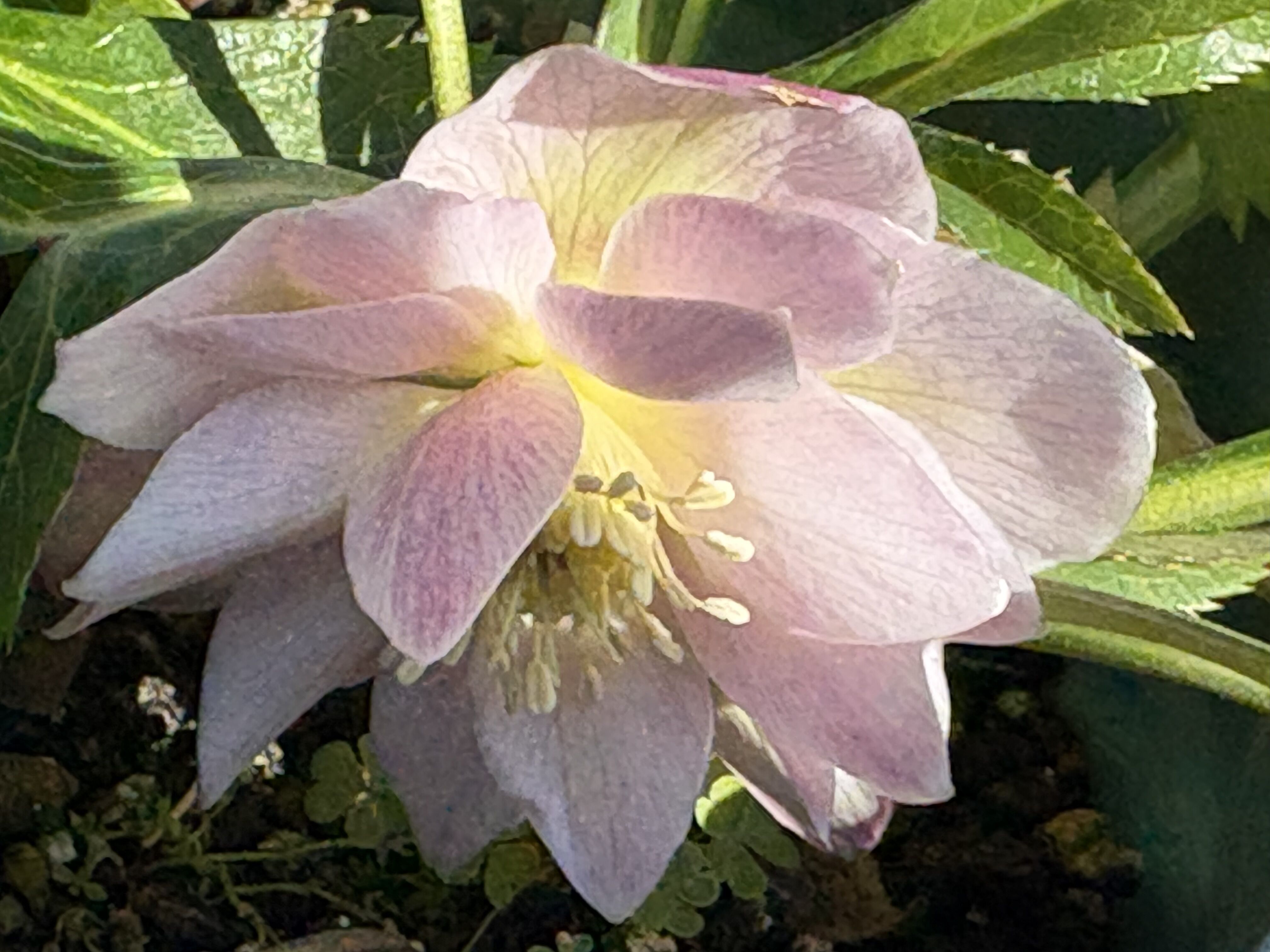 クリスマスローズ ダブル開花💕、ラナンキュラス ラックス蕾発見